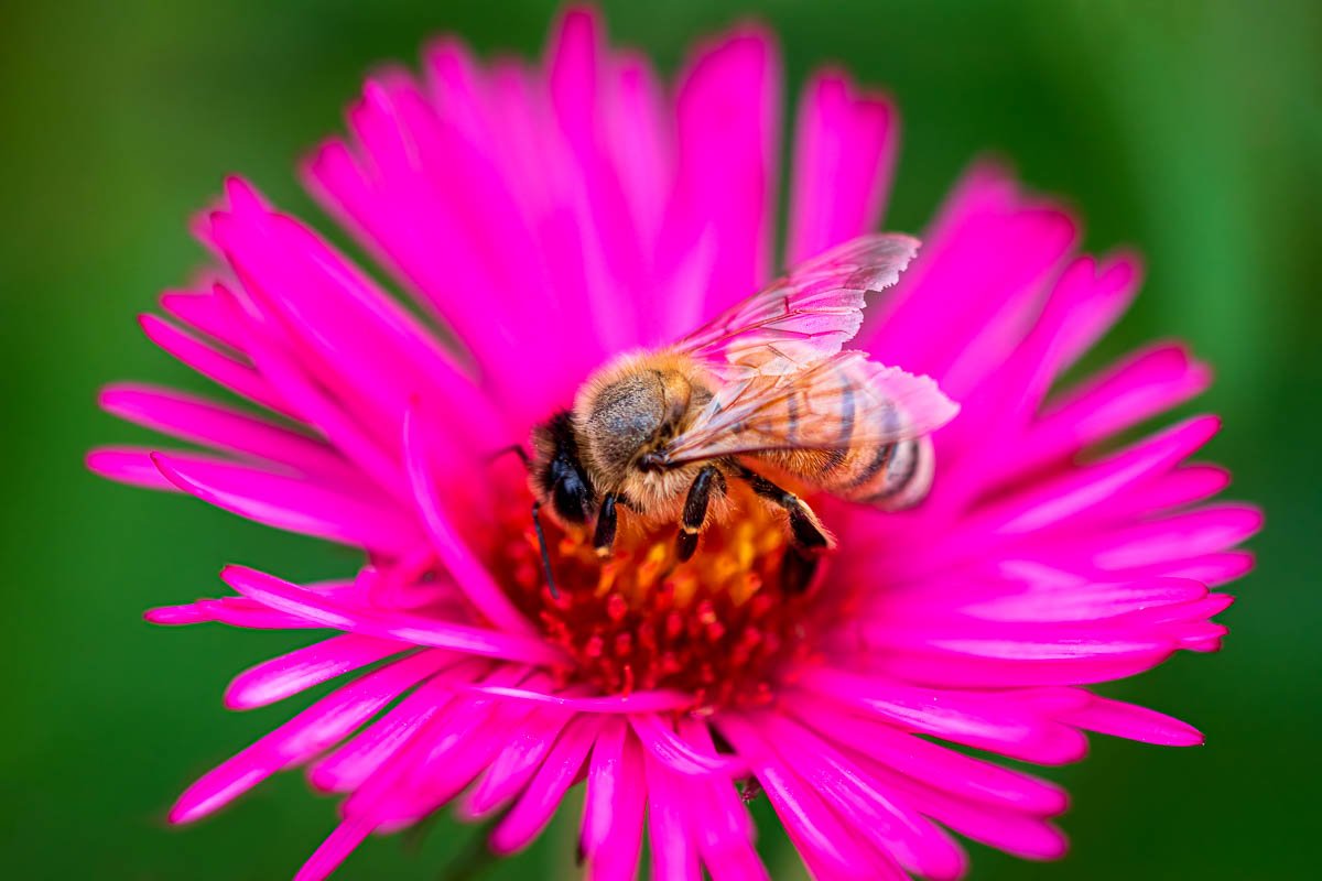 Honeybee in Aster I