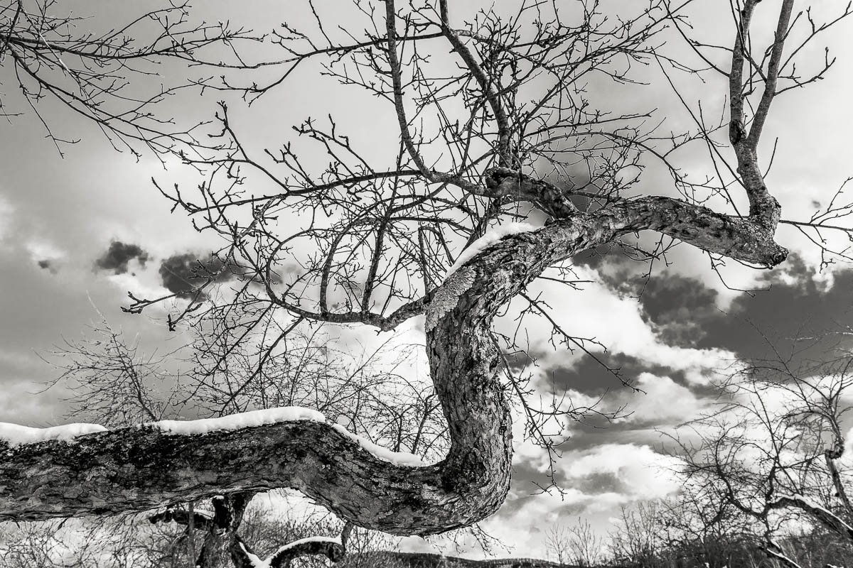 Apple Tree in Snow