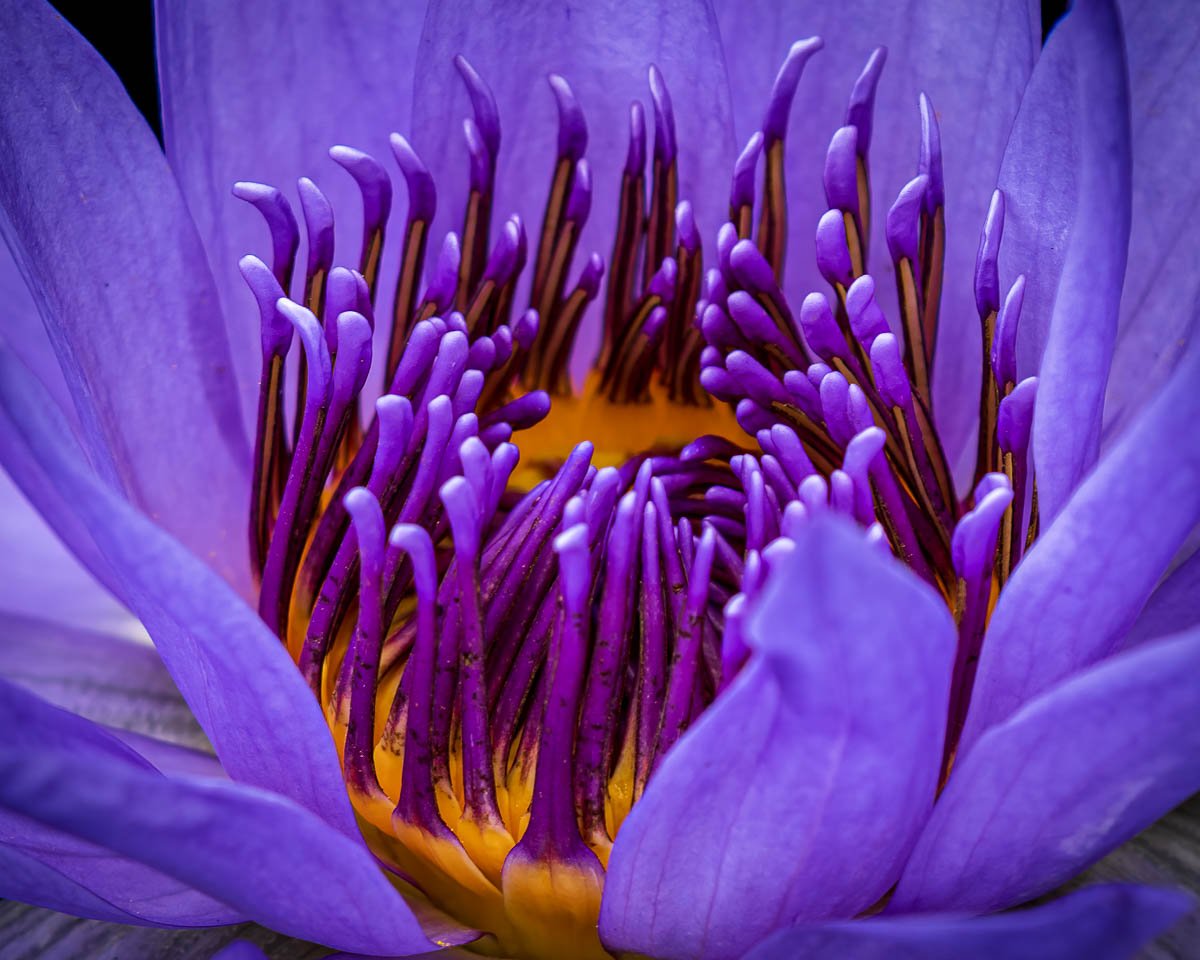 Water Lily, Detail