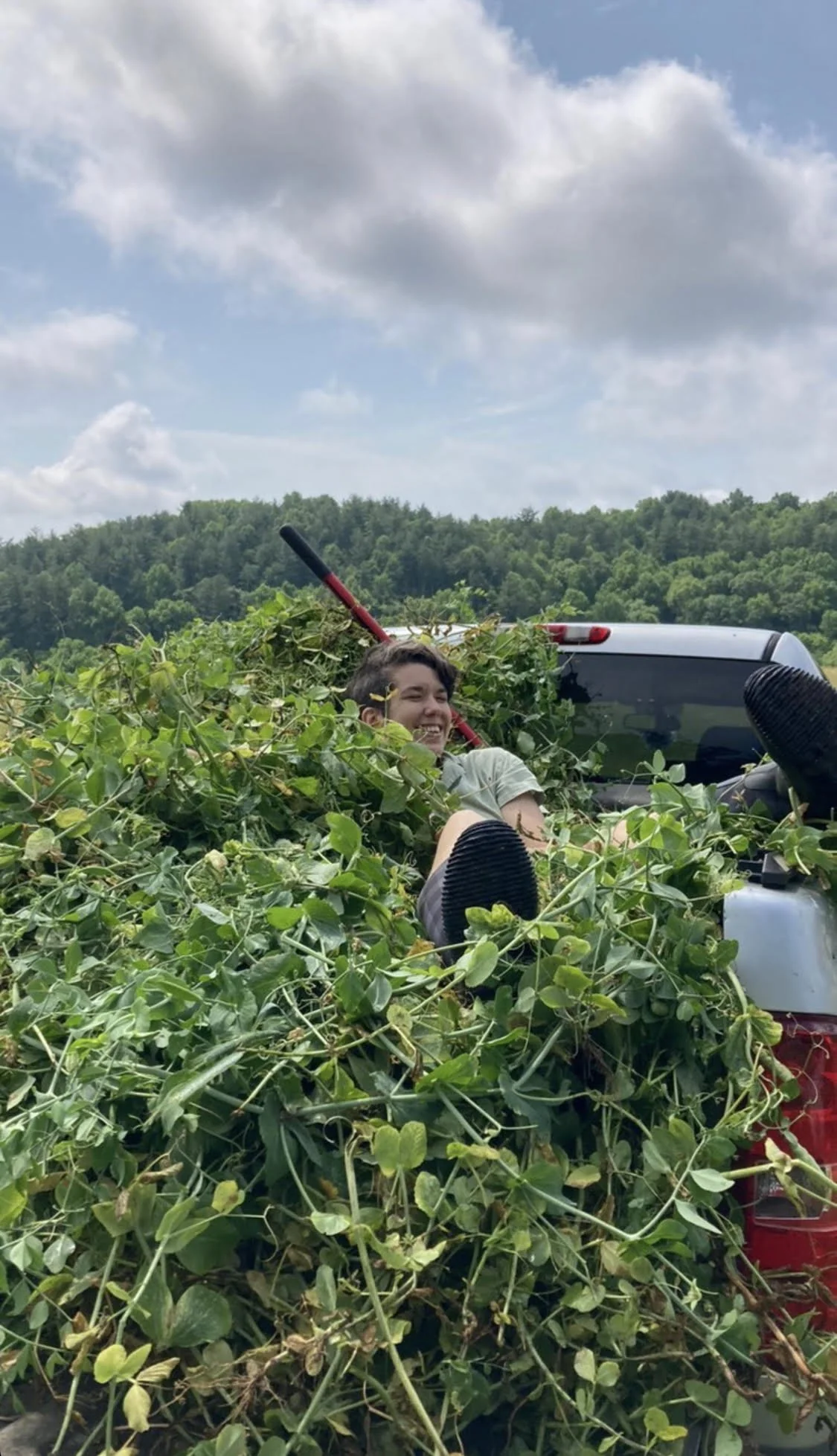 Image shows C, a person with short brown wavy hair who you can just barely see is wearing a green short sleeve button up and workboots while buried in a pile a sugar snap pea vines in the back of a farm truck
