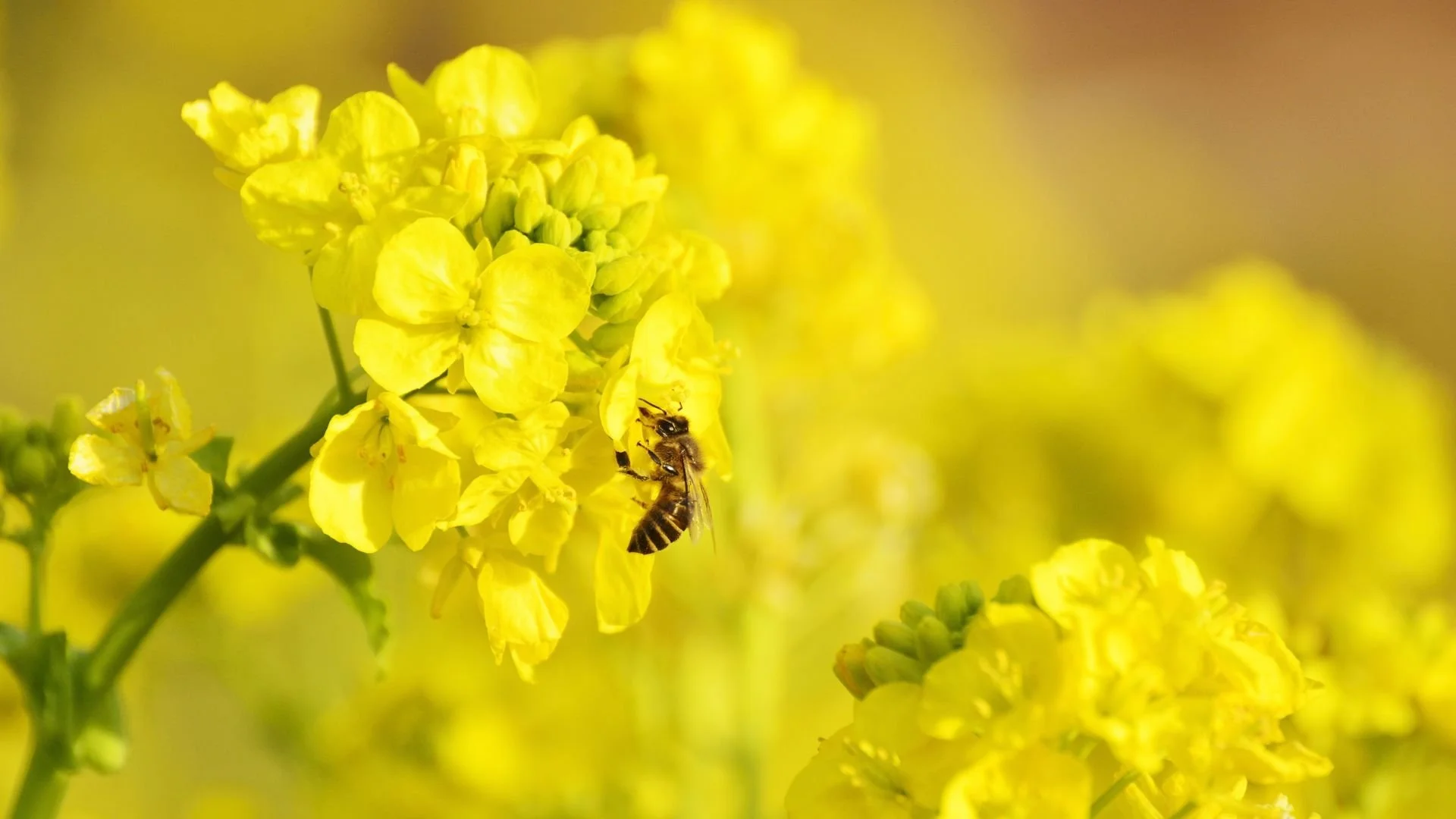 Atbalsta prasības intervencē "Biškopības vienību apsaimniekošana apputeksnēšanas vajadzībām" 2024.gadam