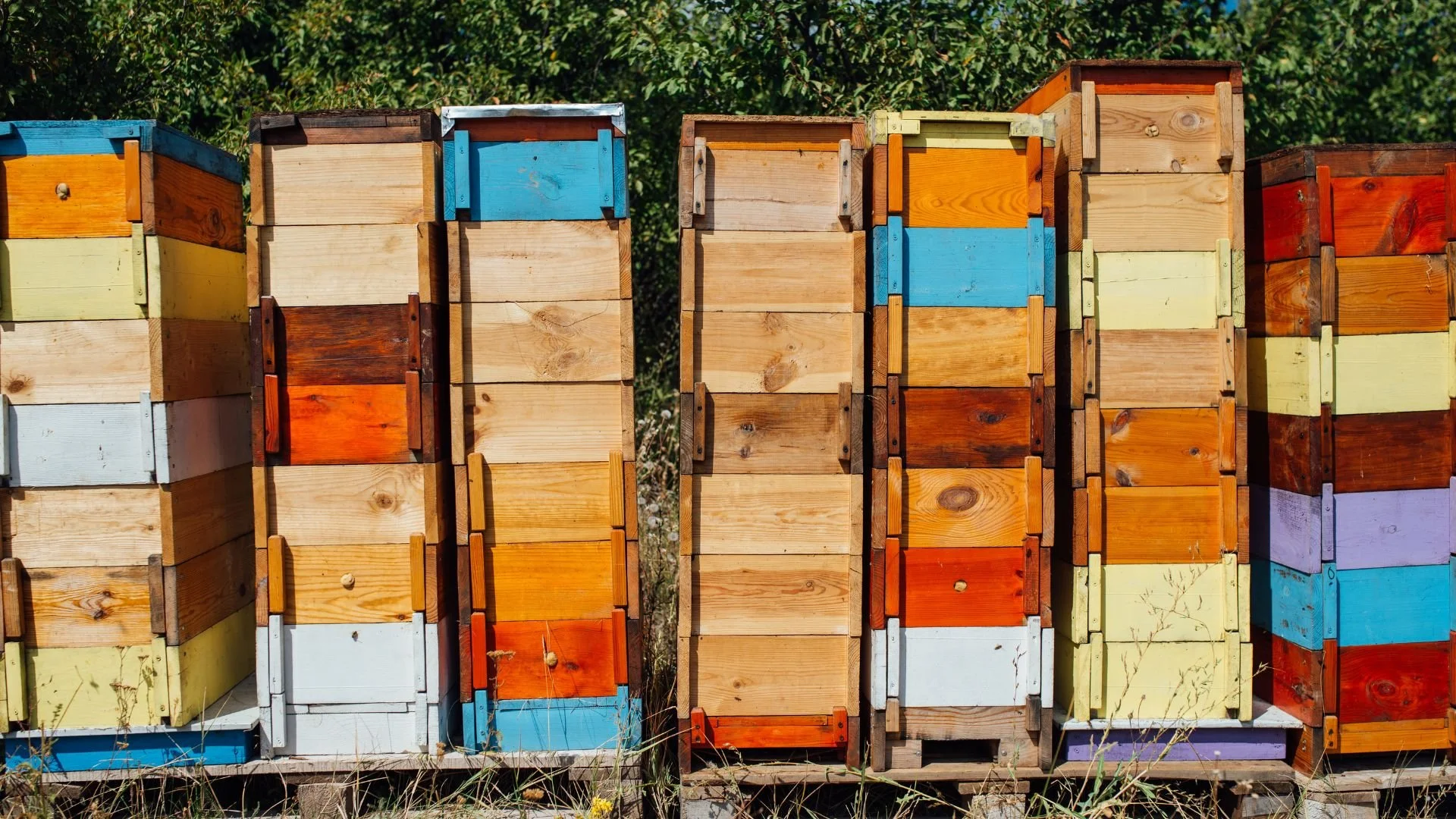 Informācijas ziņošana par bišu stropu pārvietošanu uz pagaidu atrašanās vietām