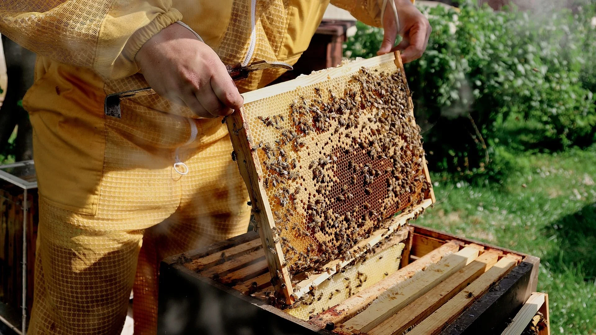 Jauno saimju veidošana