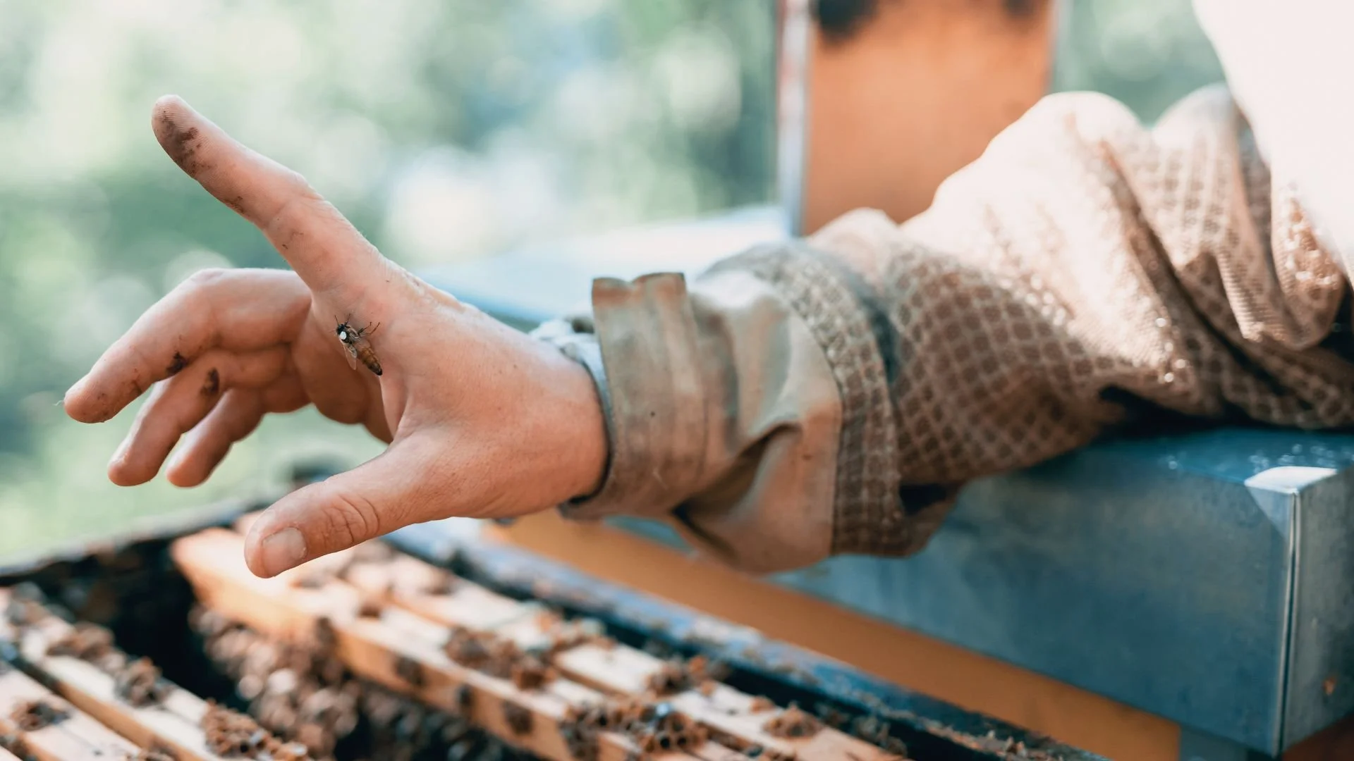 Bišu mātes pievienošana