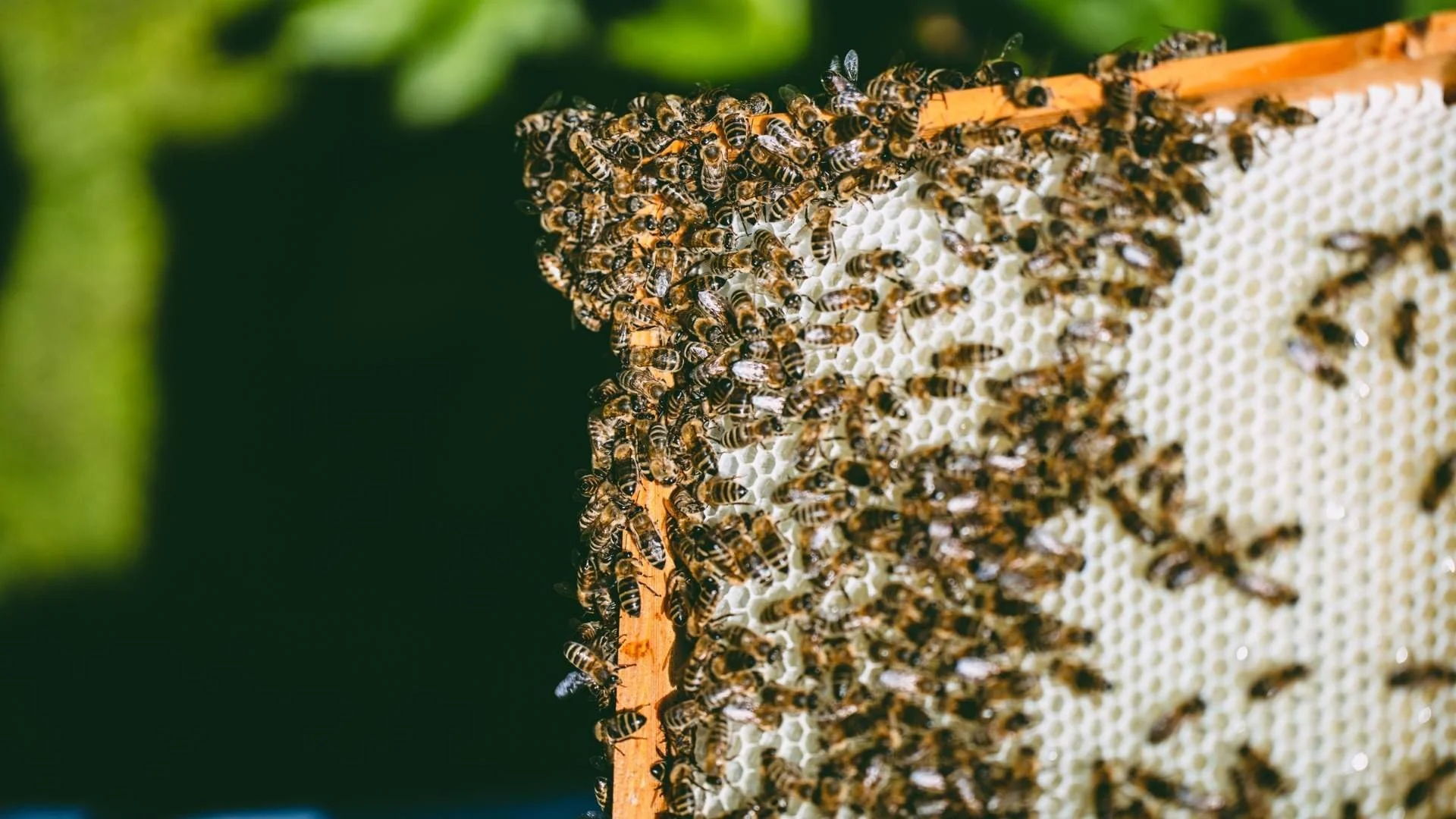 Sezonas darbi dravā oktobrī