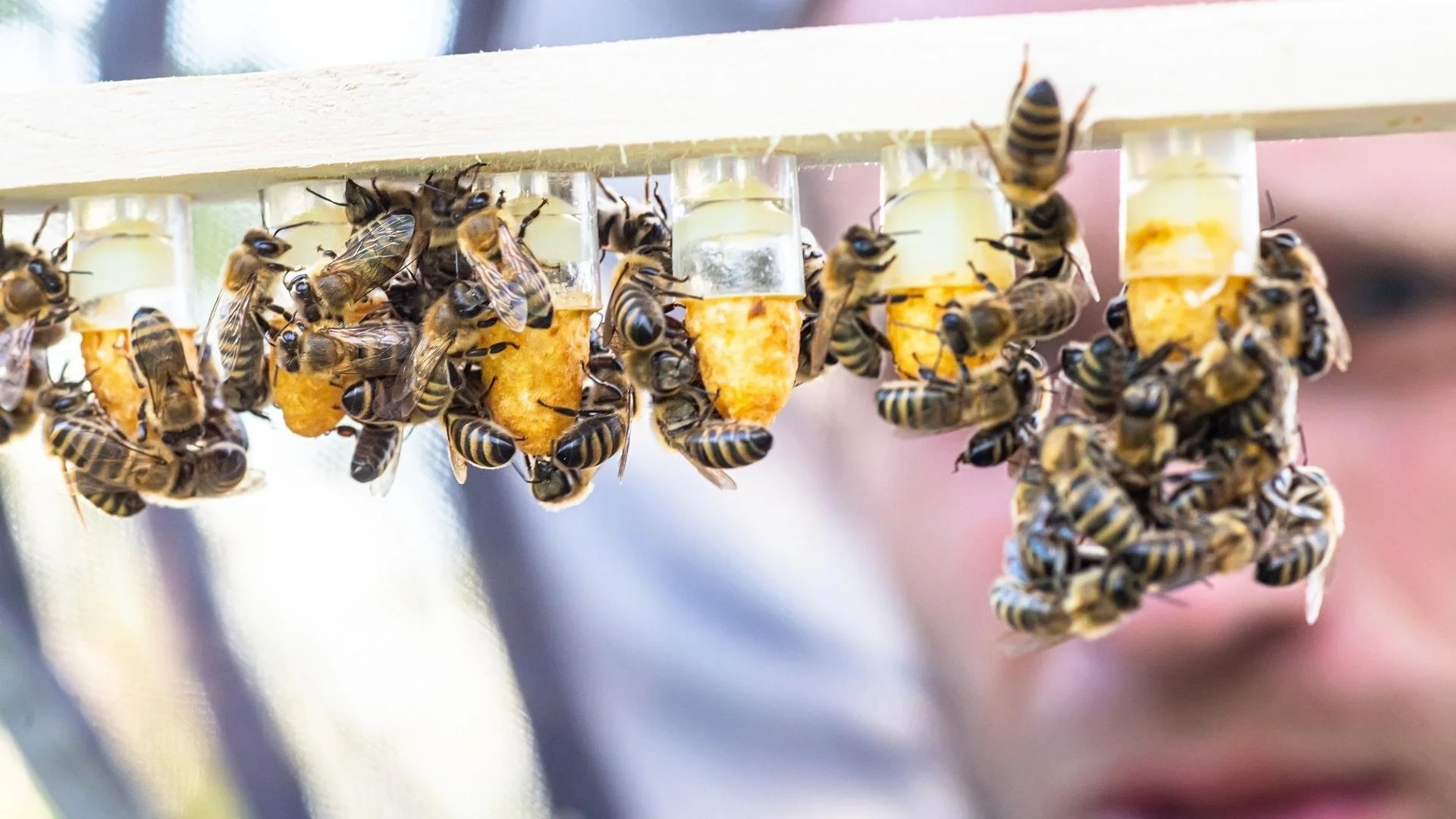 Bišu māšu audzēšanas tehnoloģijas