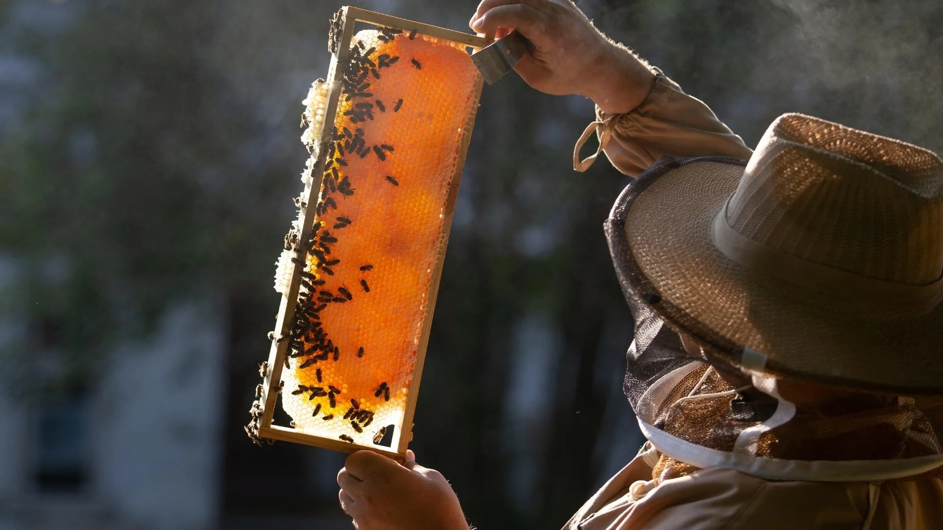 Saimju stāvokļa novērtēšana