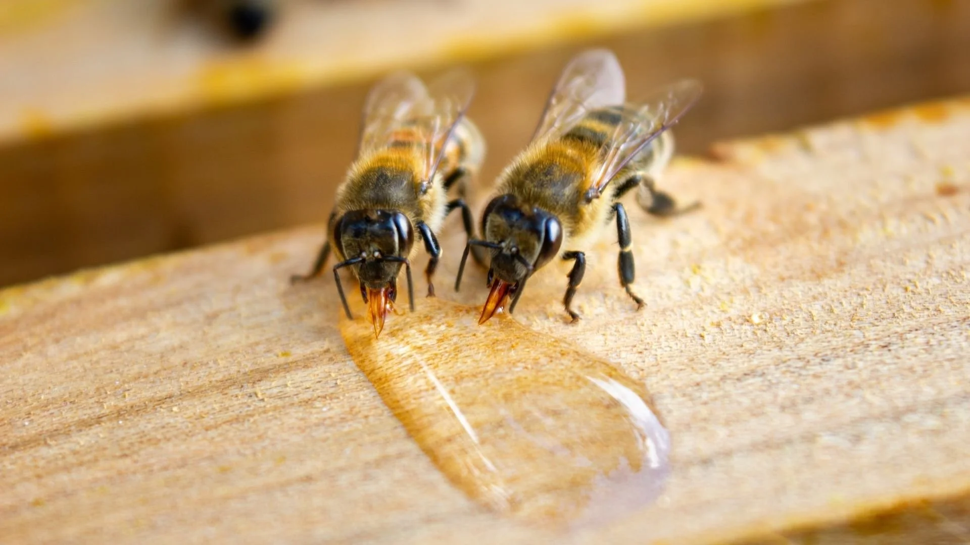 Barības papildināšana pavasarī