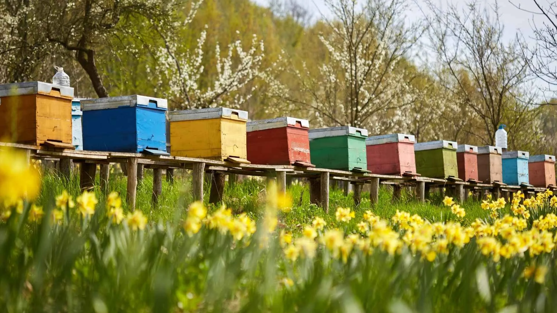 Bišu saimju apskate pavasarī