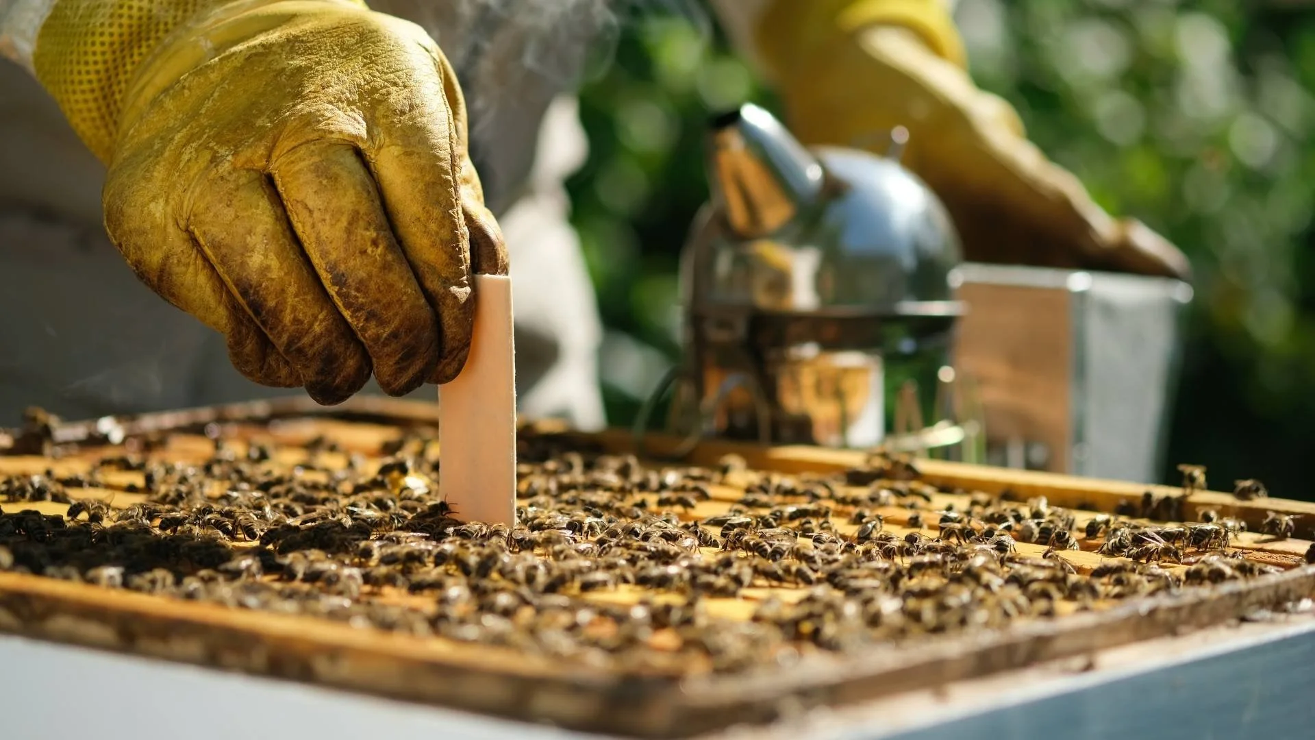 Par zāļu lietošanu biškopībā