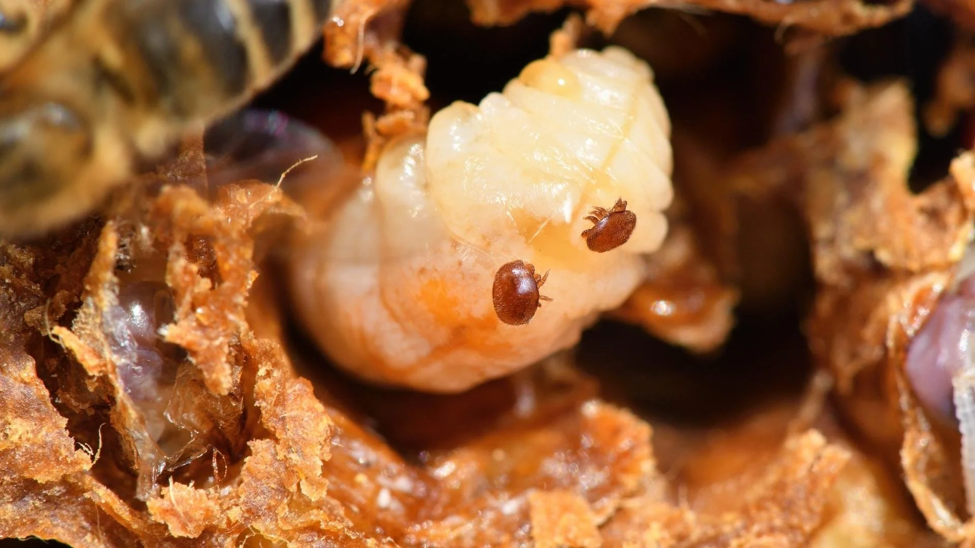 Varru ierobežošana