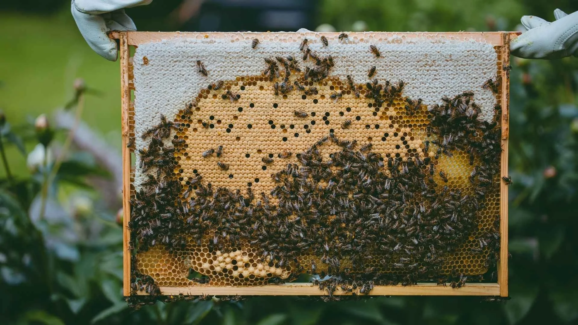 Bišu peru bakteriālās slimības