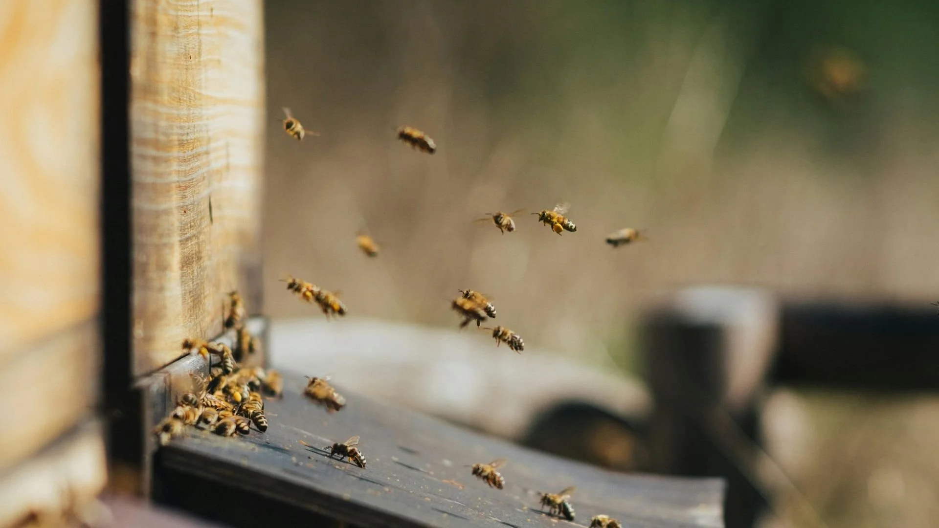 Pūdercukura metode ērču daudzuma noteikšanai bišu saimē
