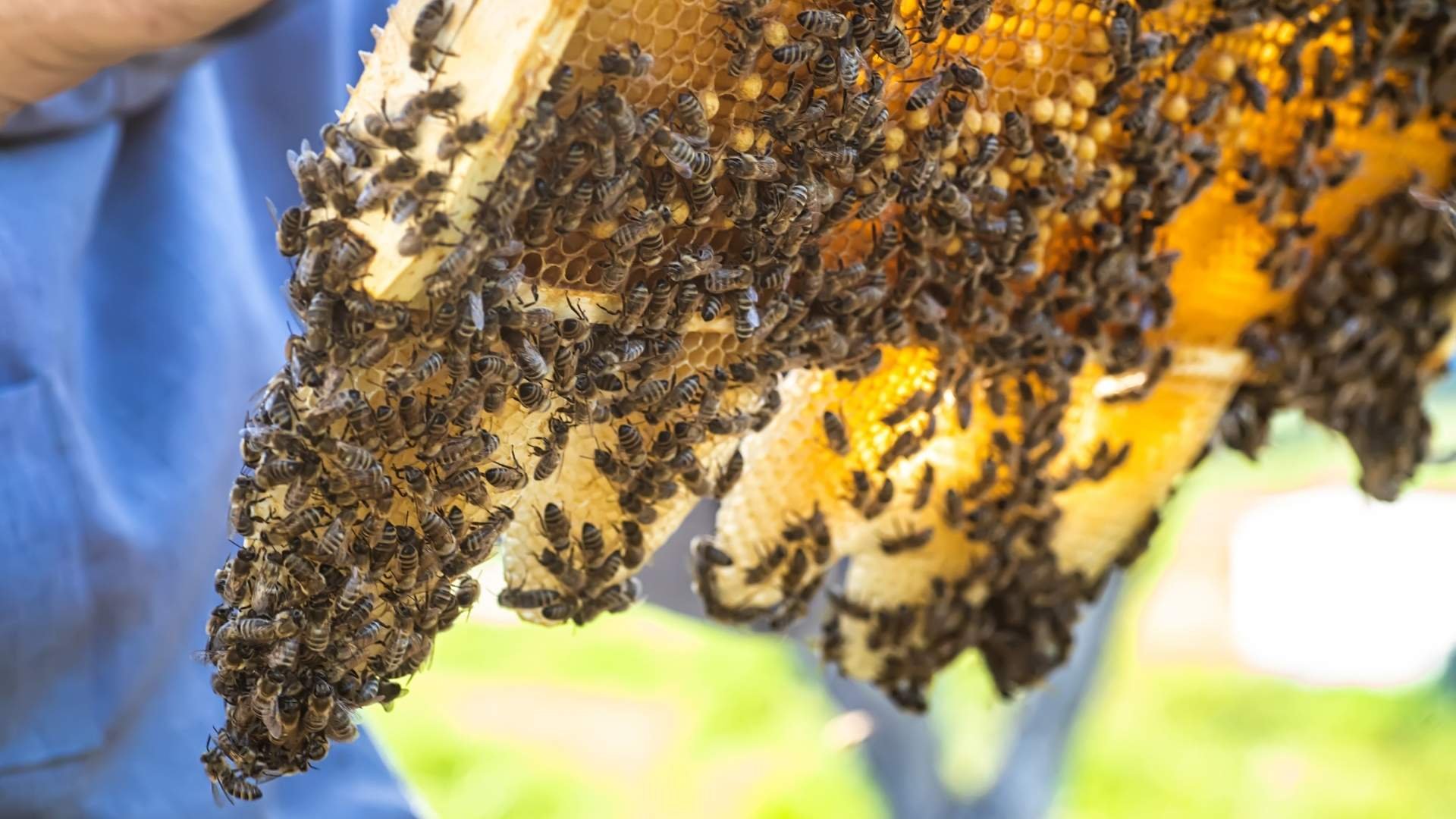 Bišu parazitārās slimības