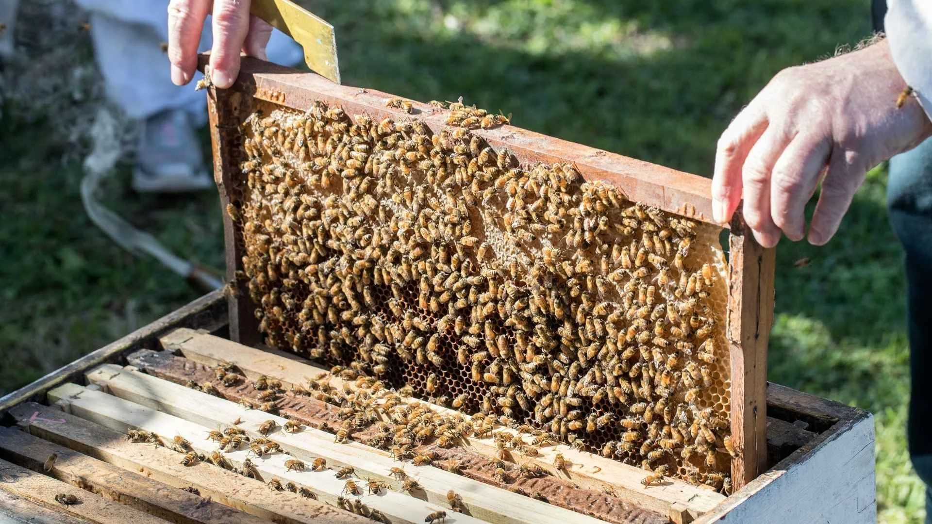 Vīrusu izraisītās slimības bitēm