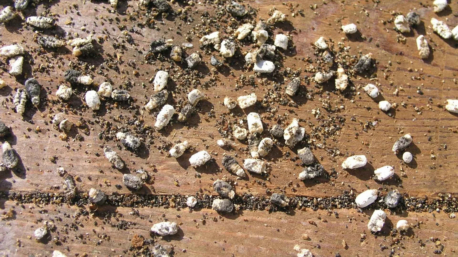 Sēņu izraisītās slimības bitēm