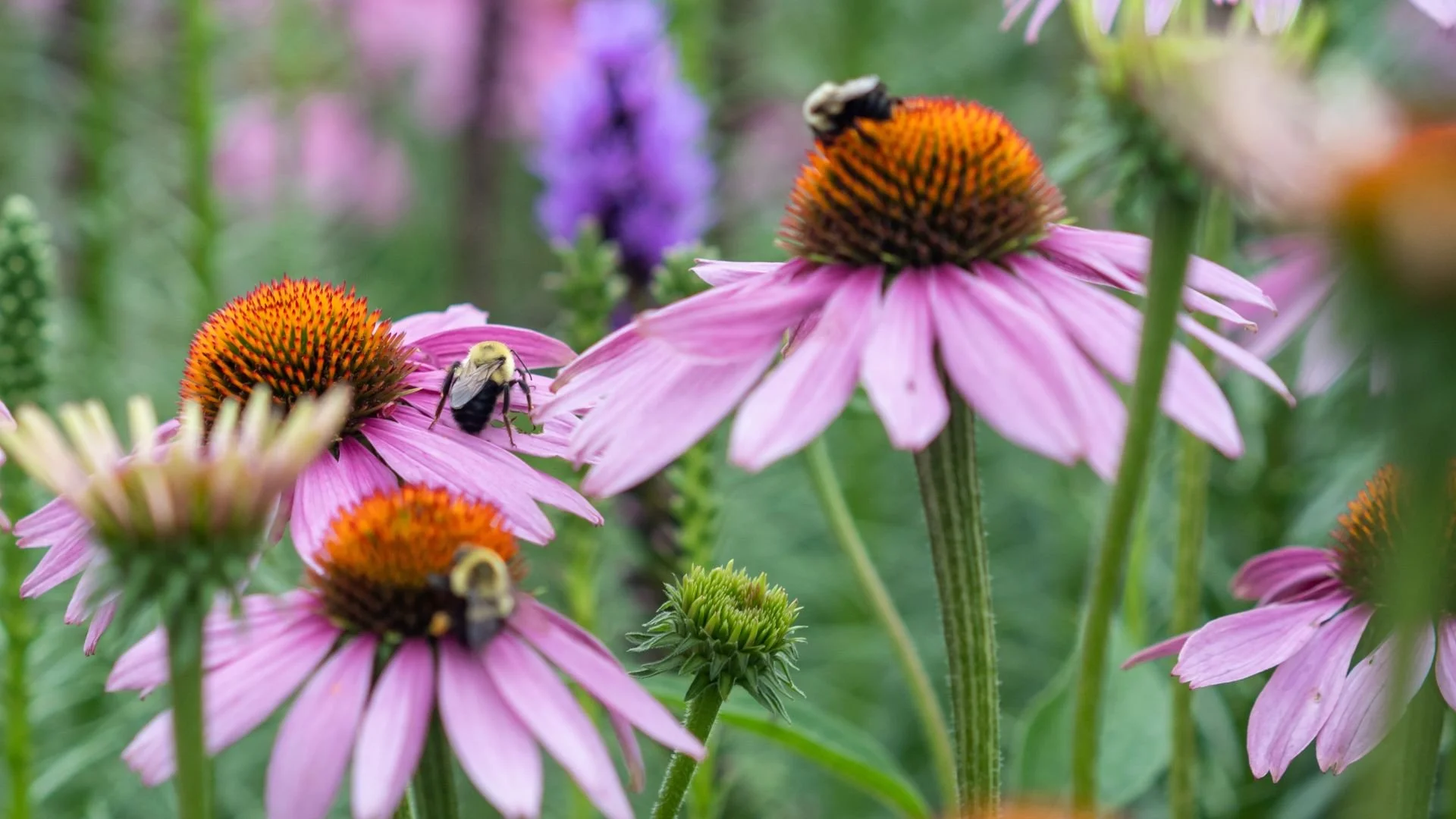 Aicinām piedalīties Eiropas pētījumā par apputeksnētājiem