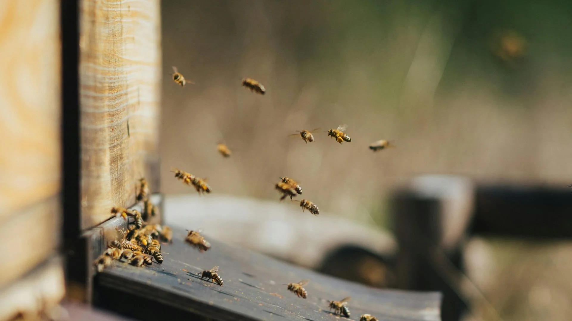 Biškopība – bruto segums par 2025. gadu