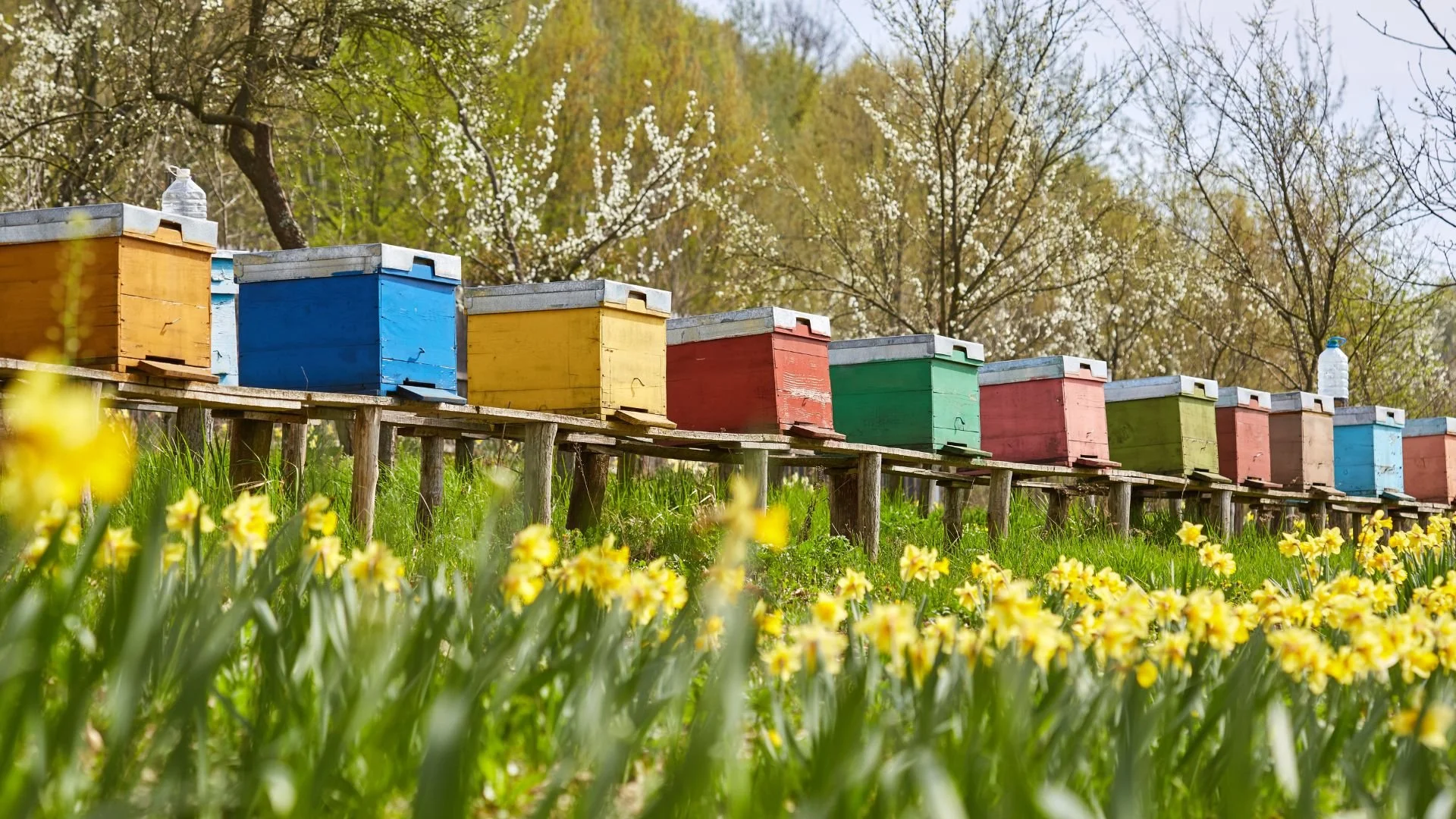 Bišu saimju skaita ziņošana LBB