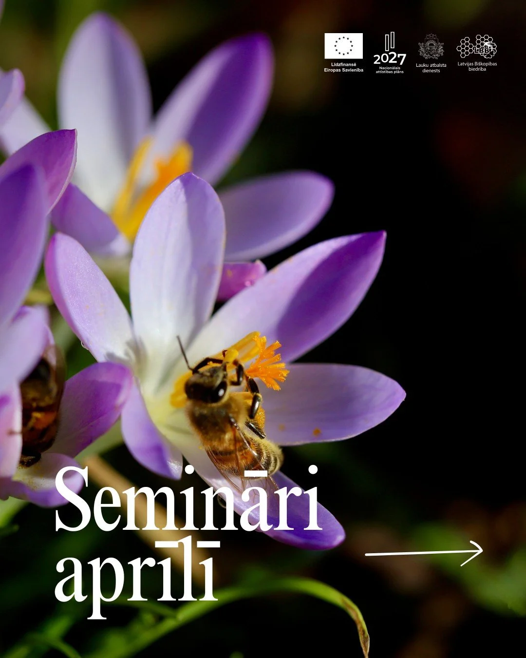 Bites jau modu&scaron;ās un čakli strādā &ndash; pavasaris bi&scaron;u dravās ir sācies! 🐝🌼

Aicinām bi&scaron;kopjus izmantot &scaron;o laiku zinā&scaron;anu papildinā&scaron;anai un pieredzes apmaiņai, apmeklējot seminārus. Tuvākie semināri notik