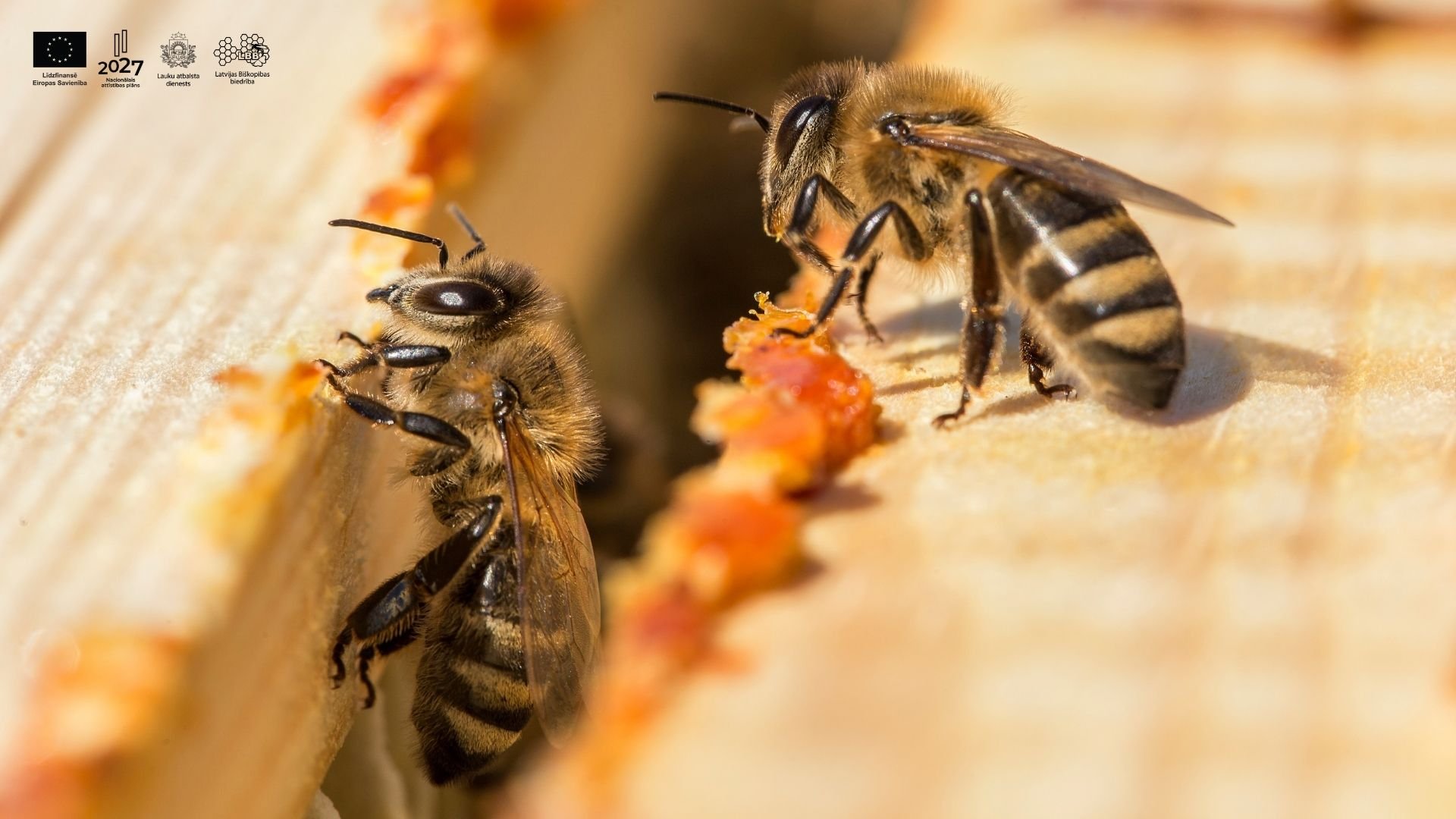 Propolisa ražošana