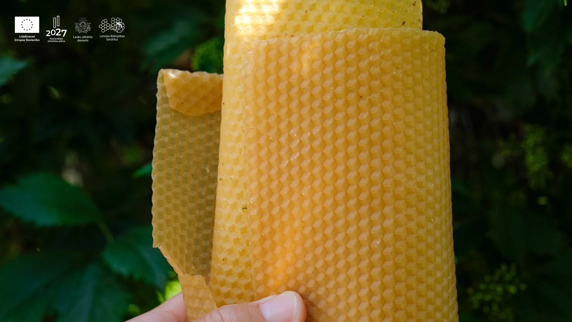 Bišu vaska māklīgo šūnu kvalitātes monitorings