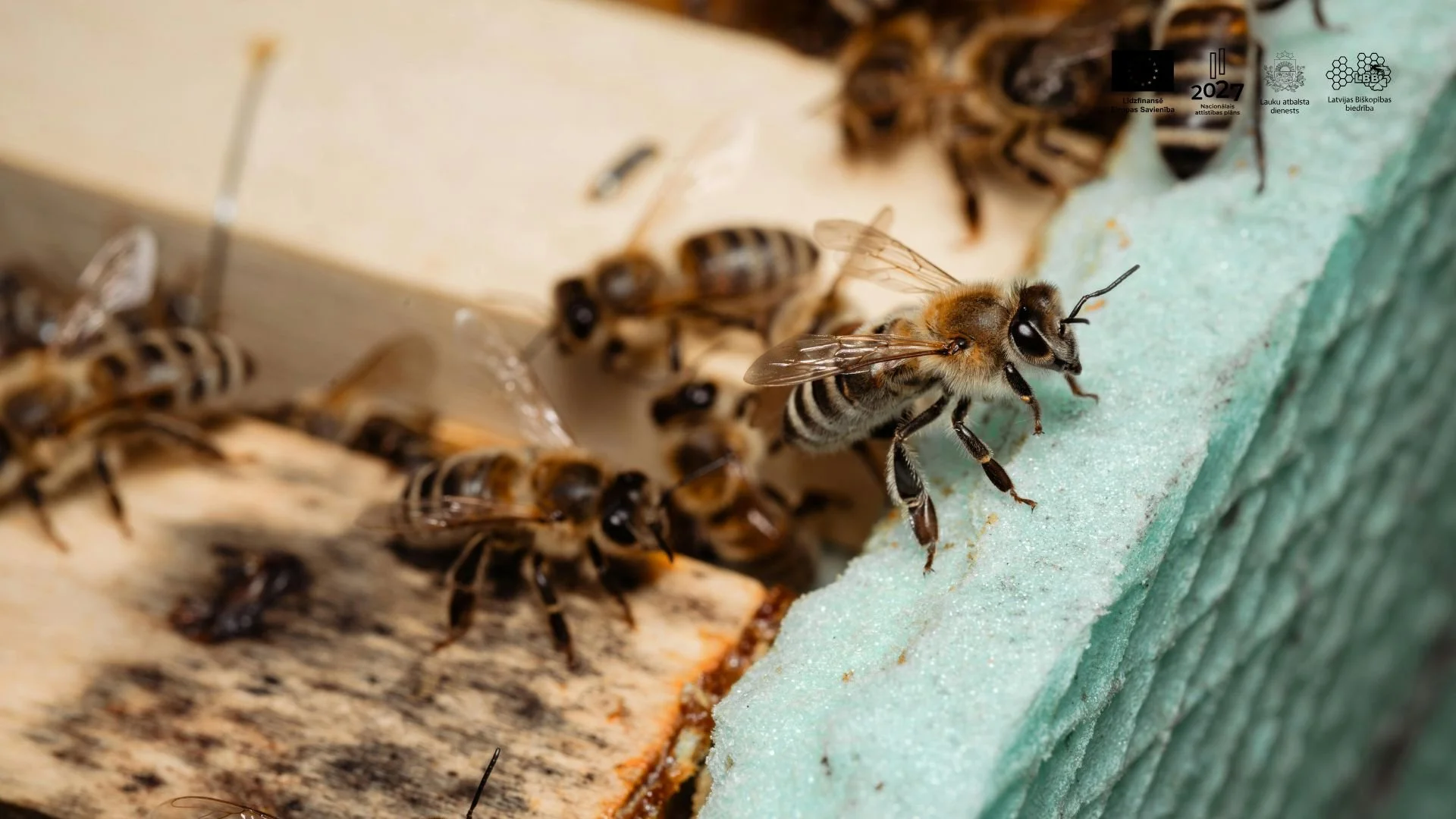 Bišu slimību ierosinātāju mazais monitorings 2025