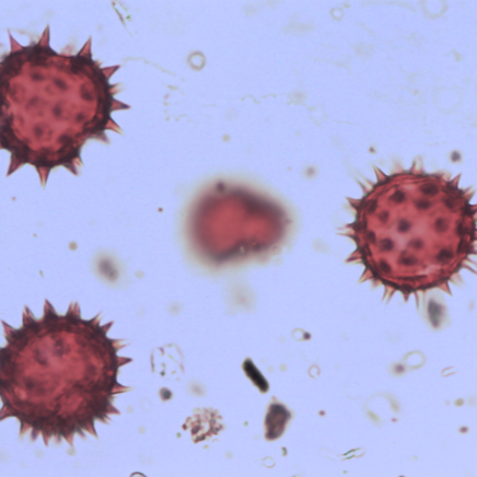 Tussilago+farfara.png