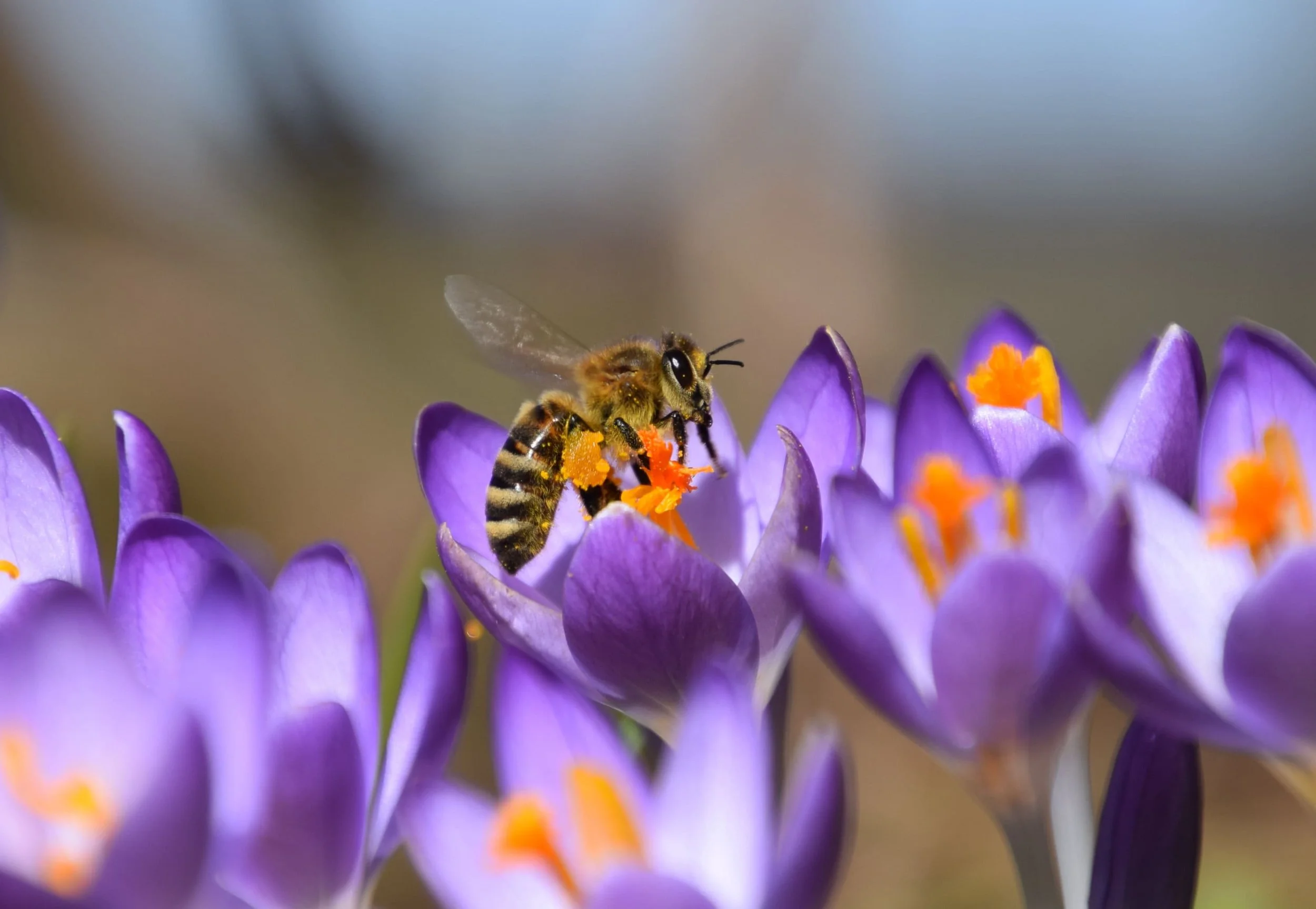 crocus spp.jpeg