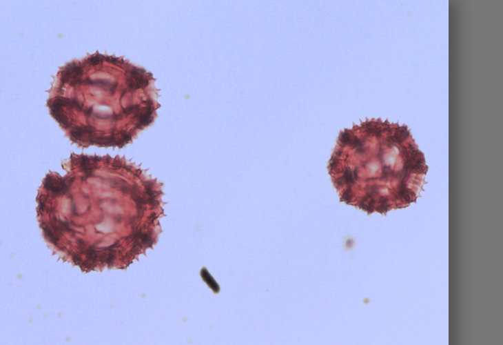 taraxacum campylodes.png