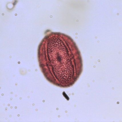 Fagopyrum+esculentum.png