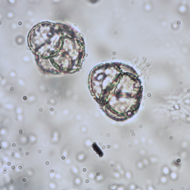 calluna+vulgaris2.png