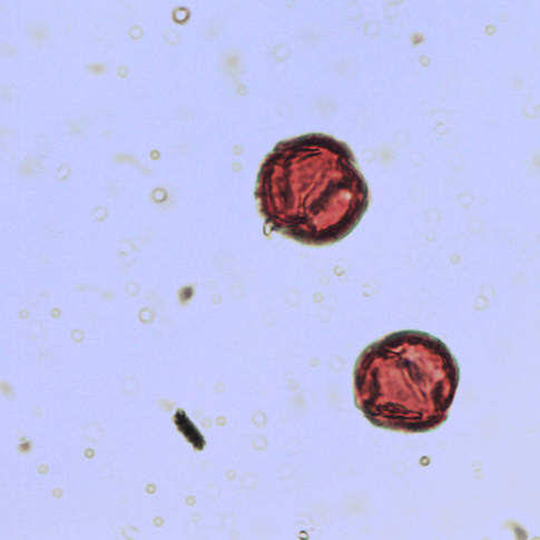 rubus+idaeus.png