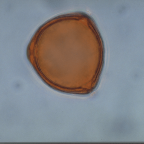 Corylus+avellana.png