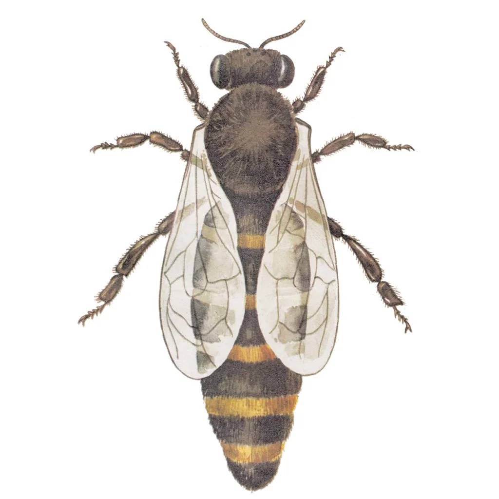 queen bee illustration