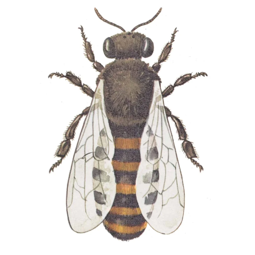 worker bee illustration