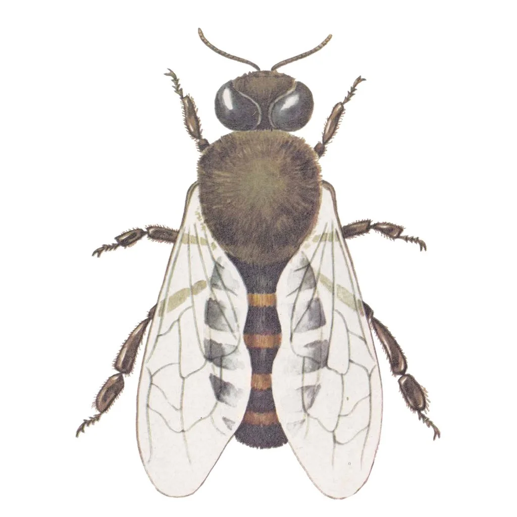 male bee