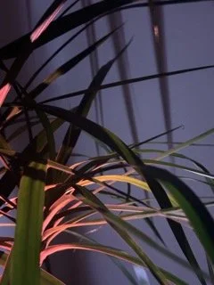 silver star bar plants and light shades