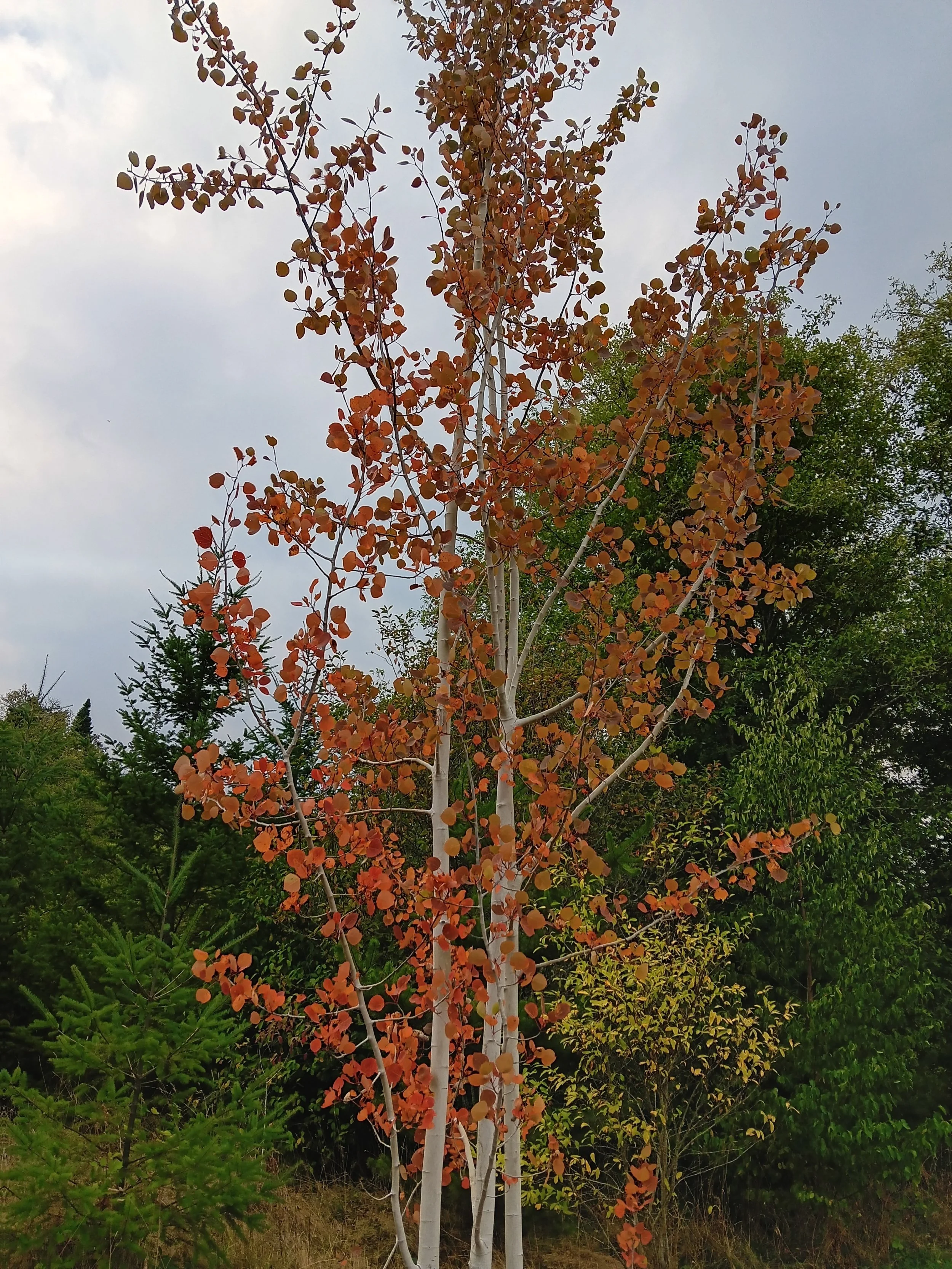 Native Plant Sale: Order Pick-up