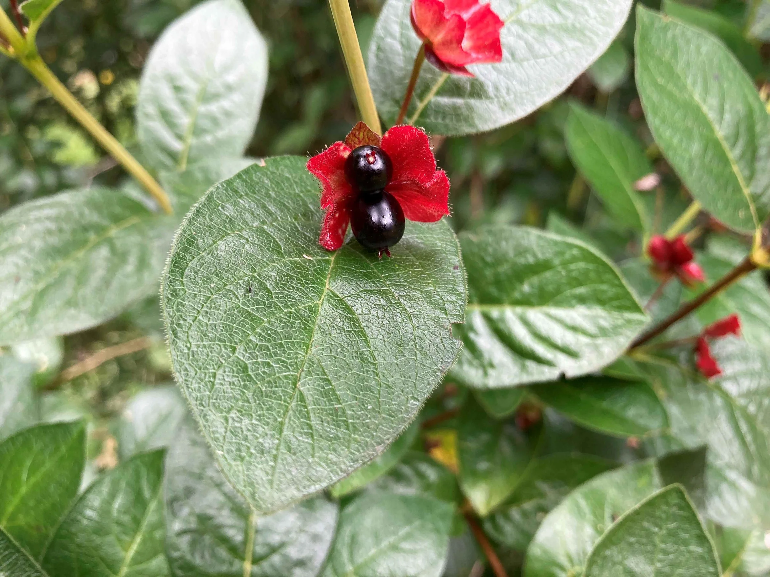Spring Natural Landscaping Course