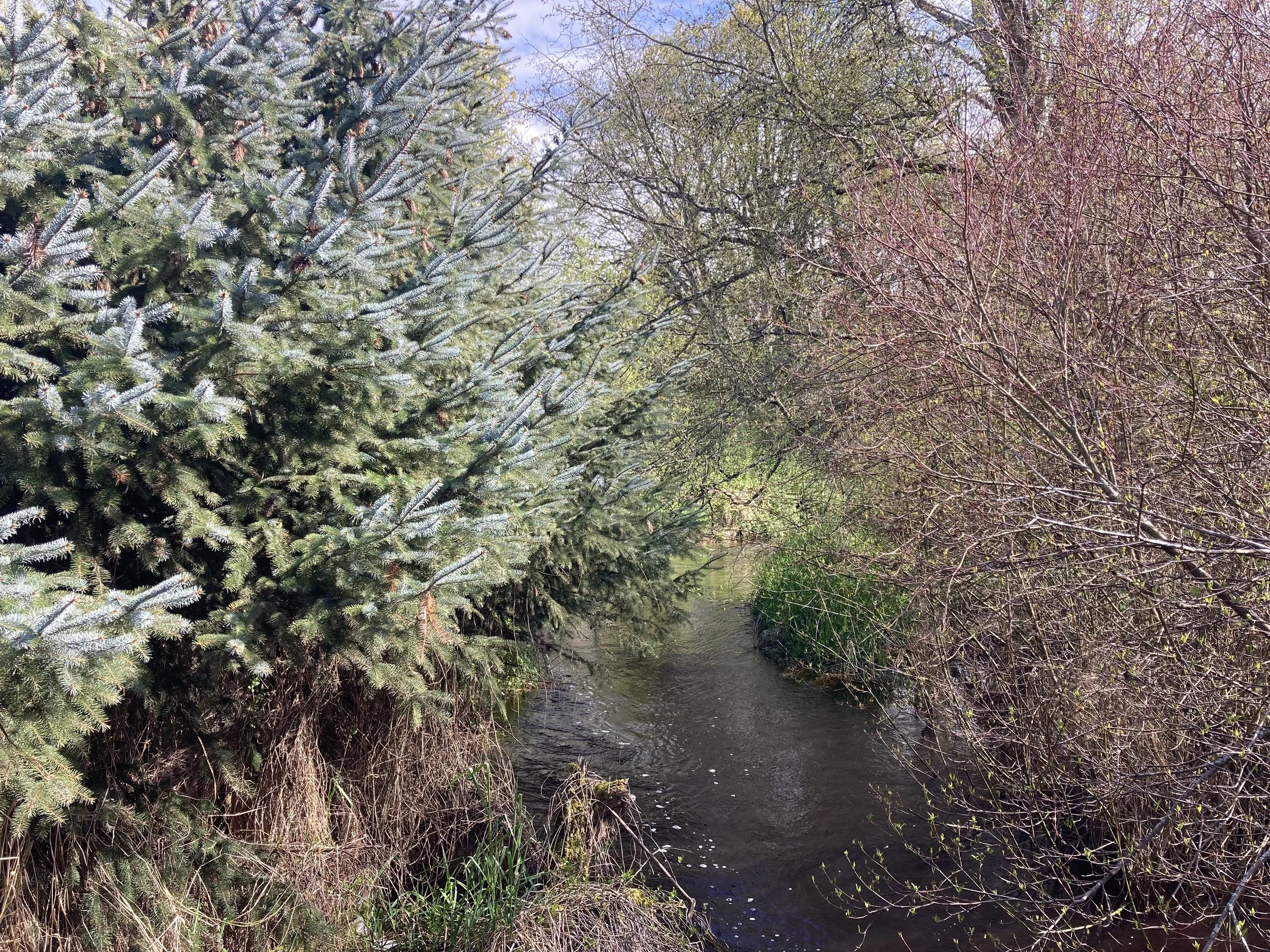 Image of Chimacum Creek with trees and shrubs growing on both banks.
