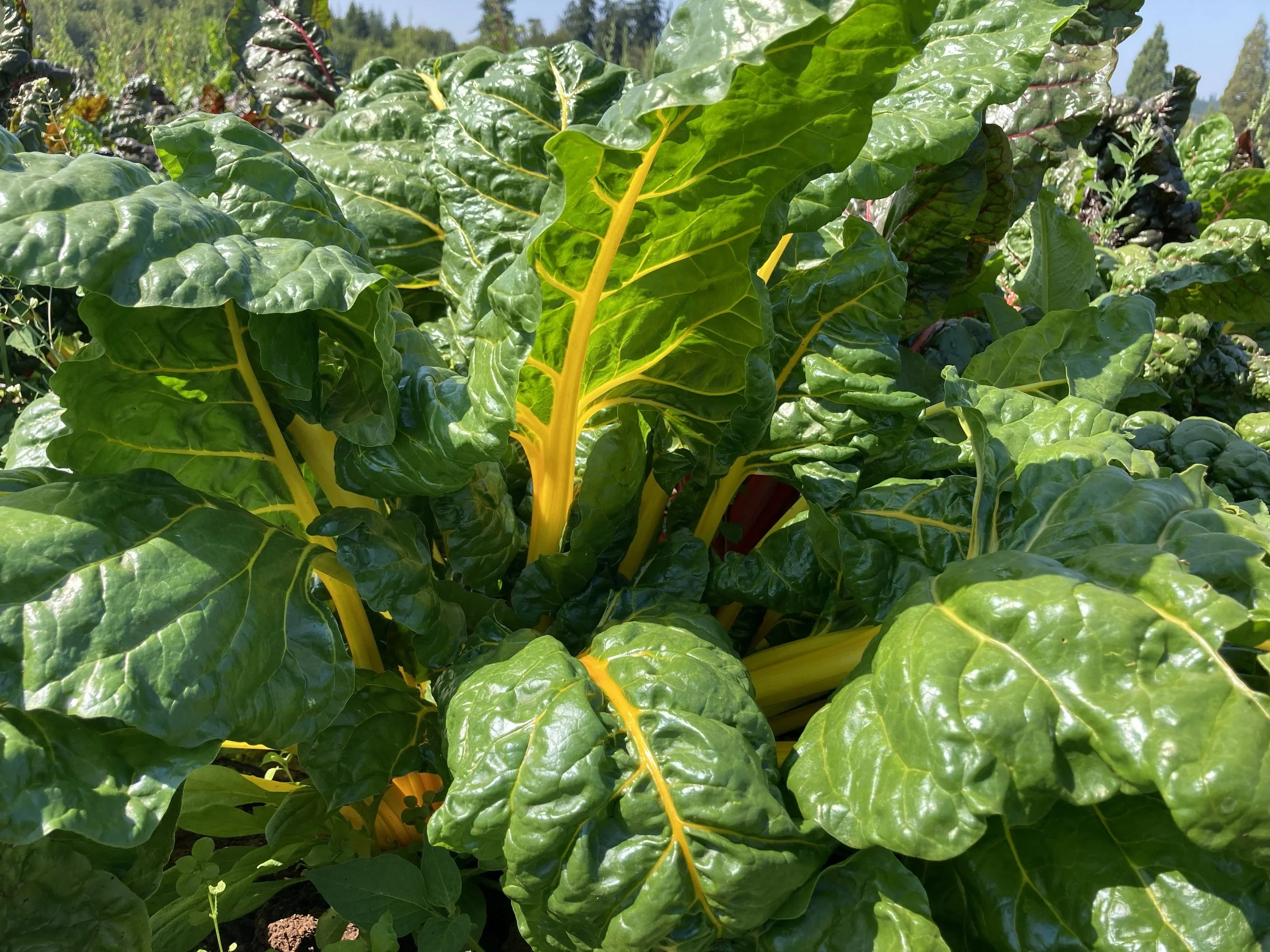 image of chard