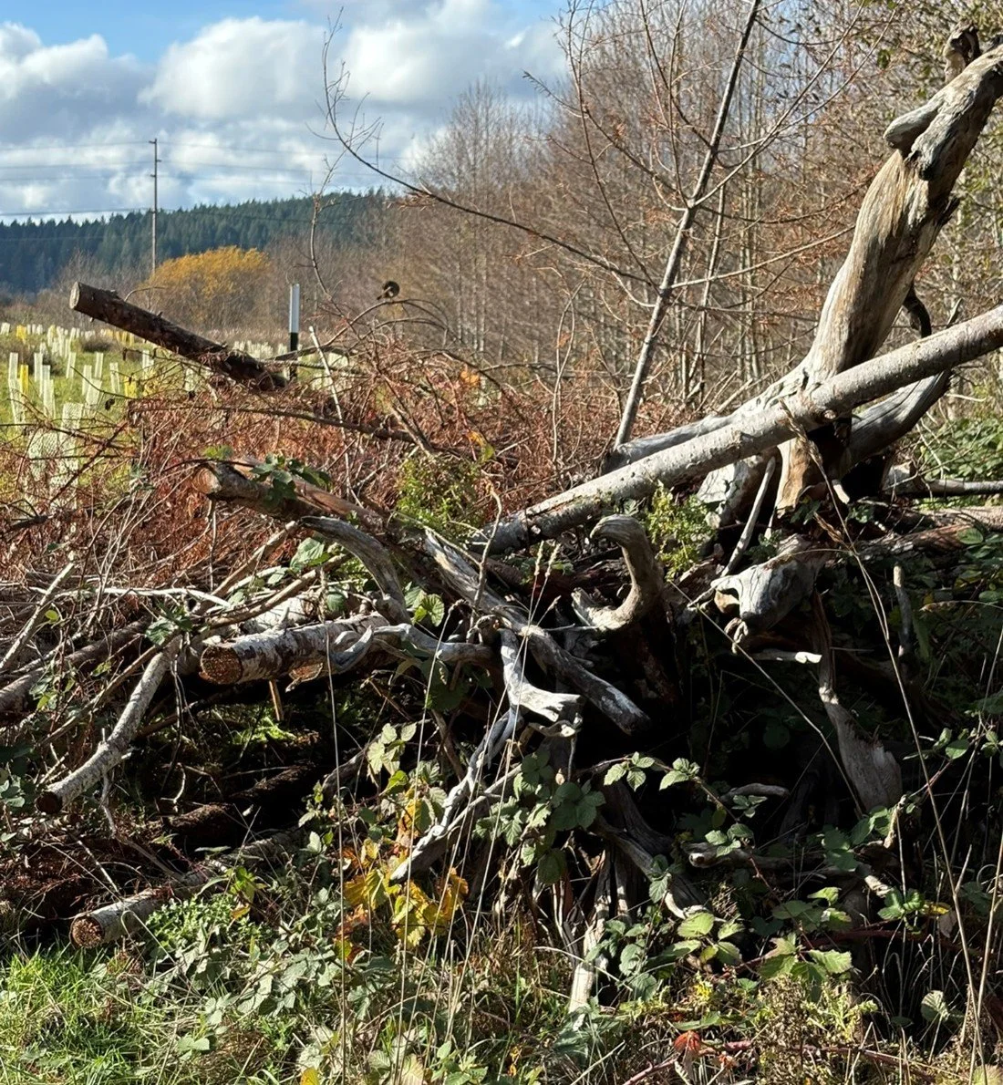 In the foreground is large wood stacked together with branches, creating many small openings for wildlife to take cover as well as perching areas for birds. In the background is a new native planting in a field.
