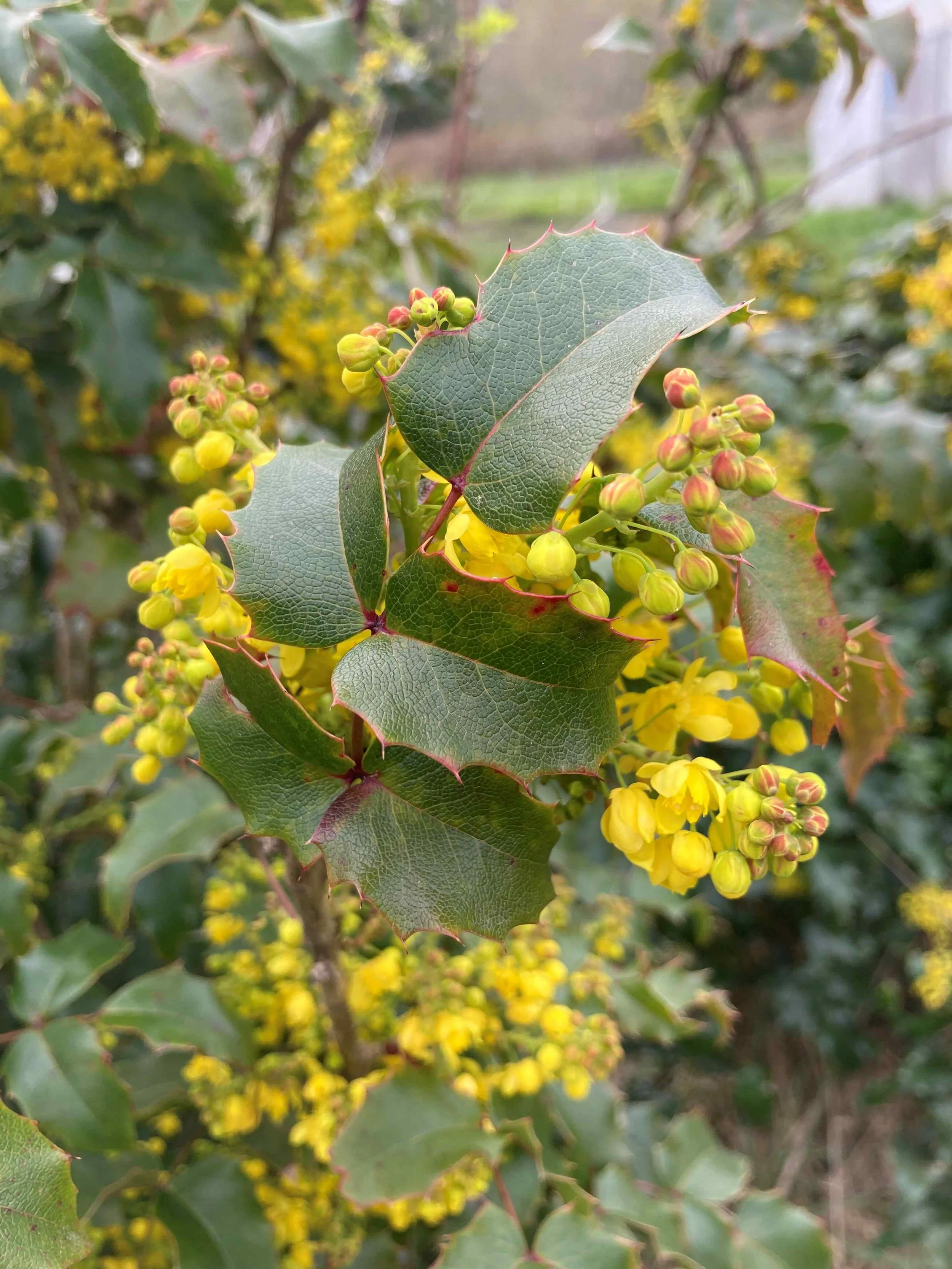 tall Oregon grape