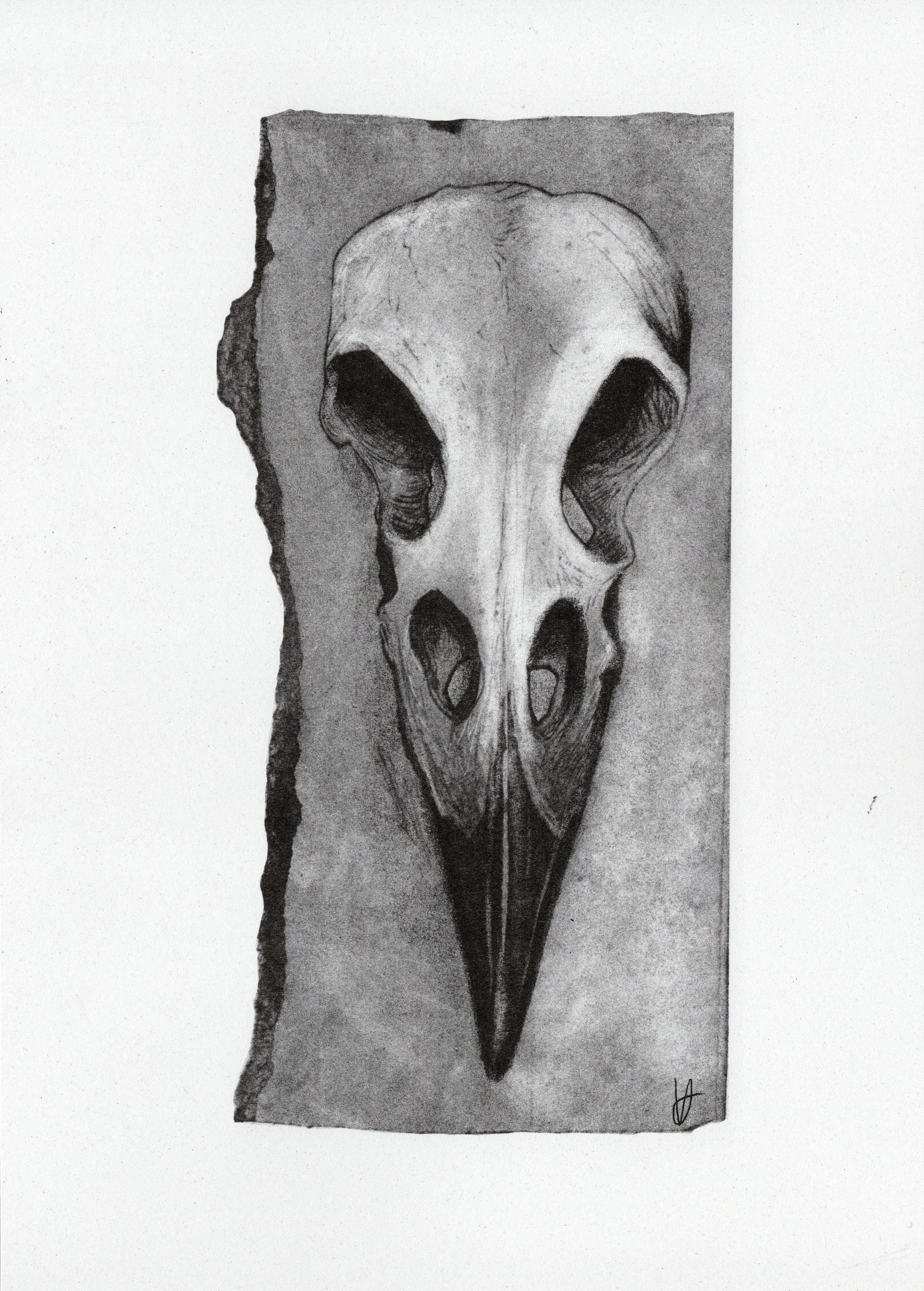 crow skull.jpg