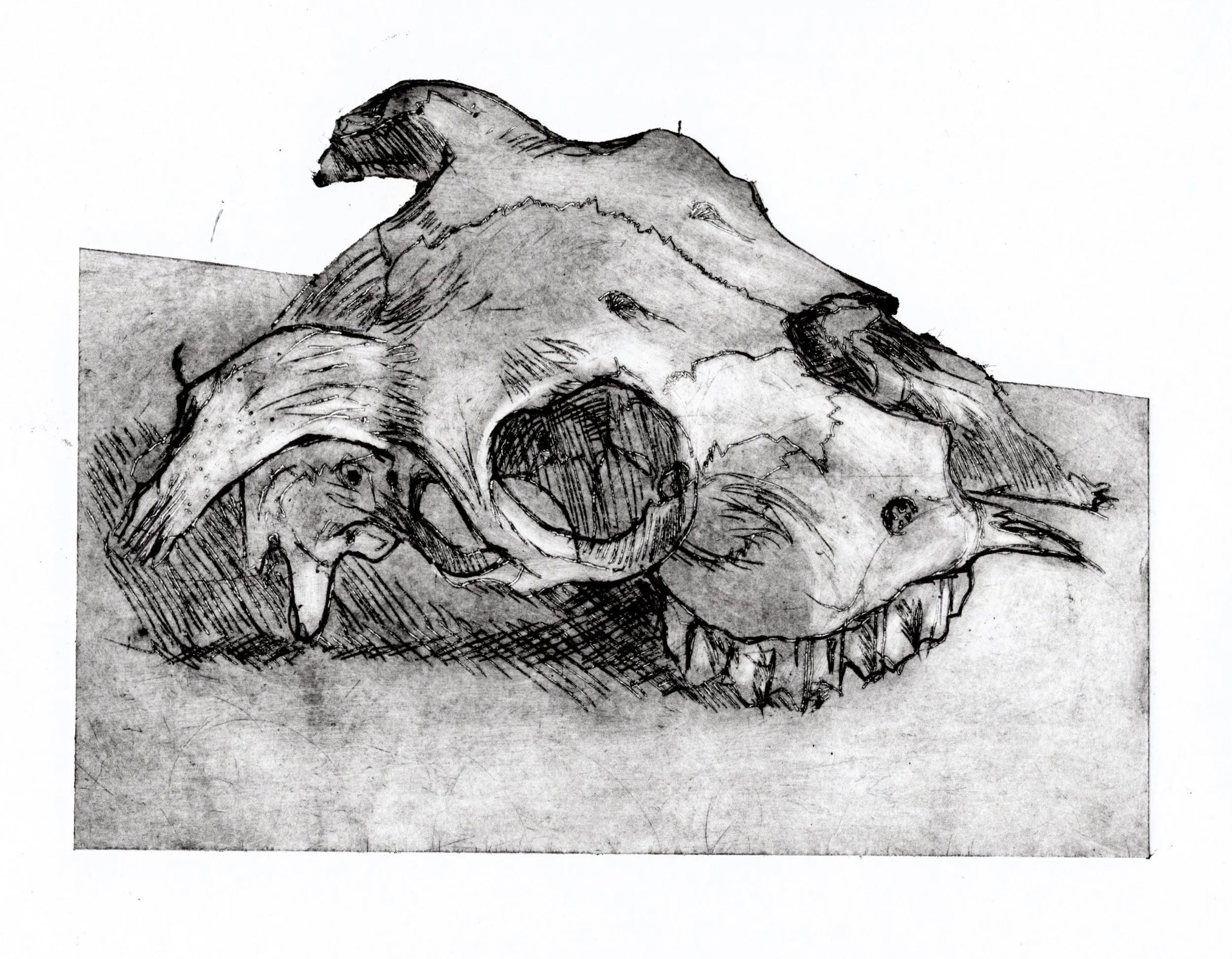 Sheep skull.jpg