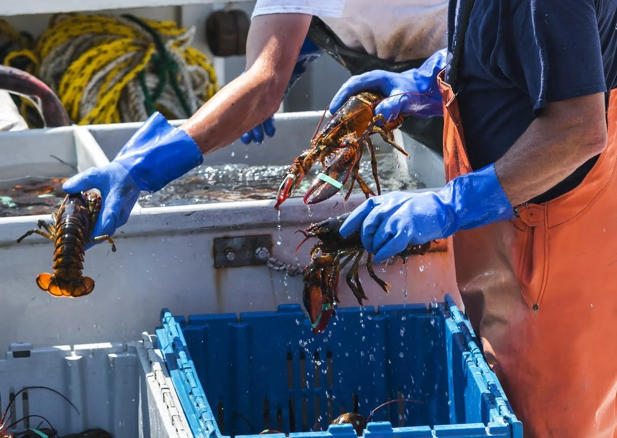 Boat crew bringing in lobster haul.