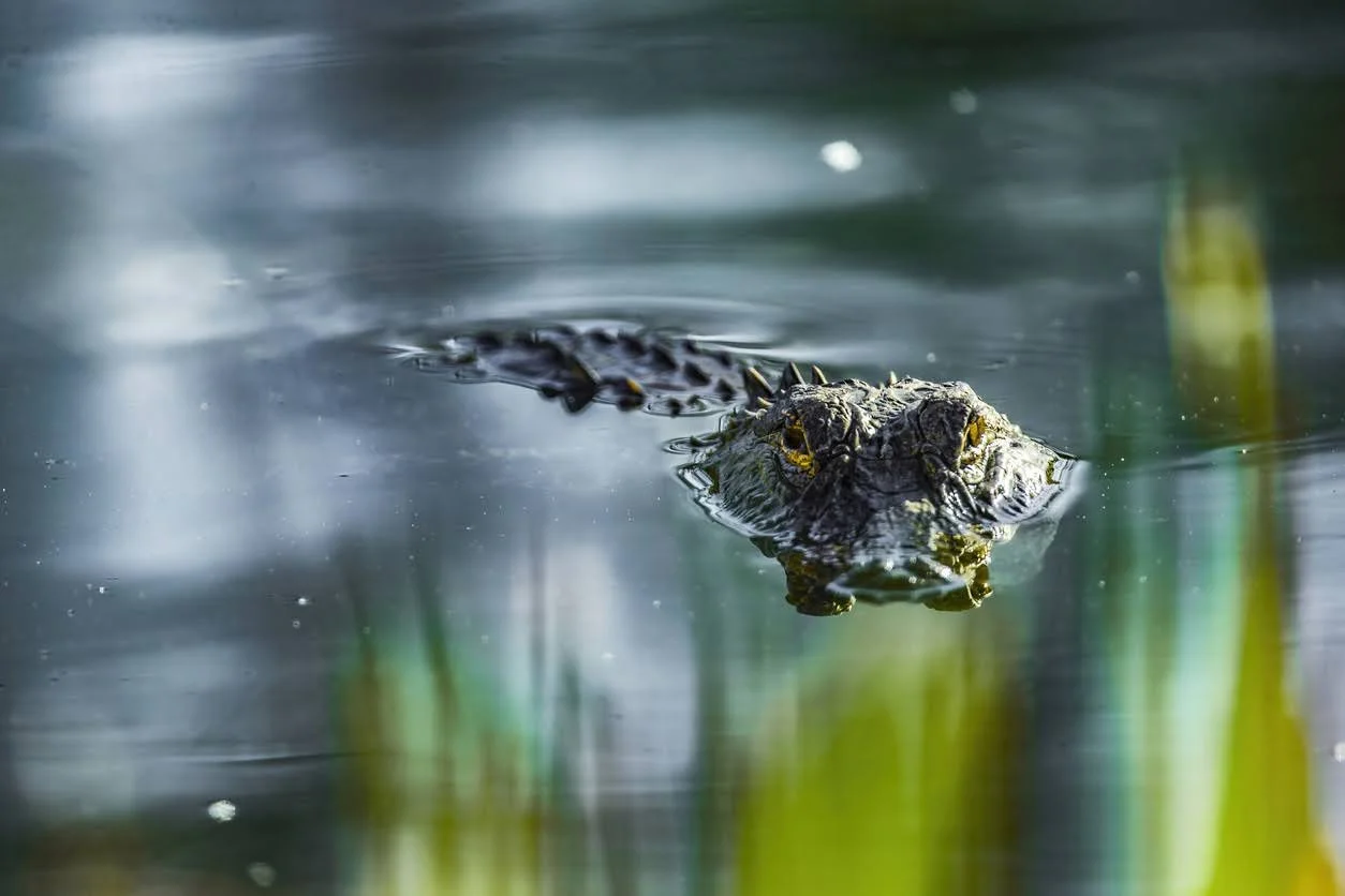 alligator peaking his head with visible eyes out of water