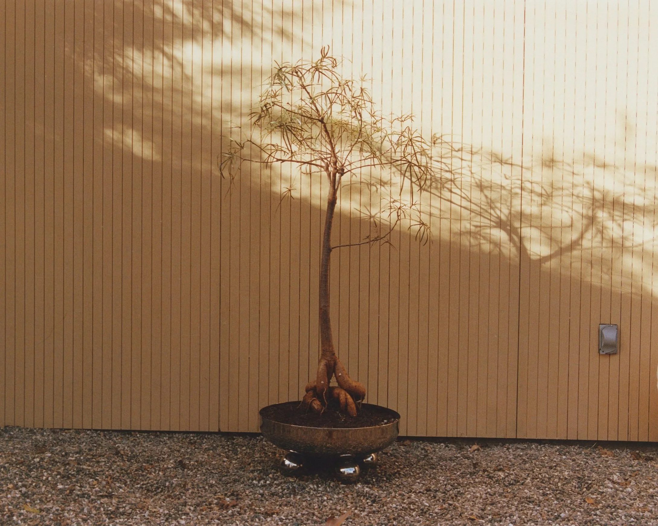 ZEPHYR PLANTER — MUHLY