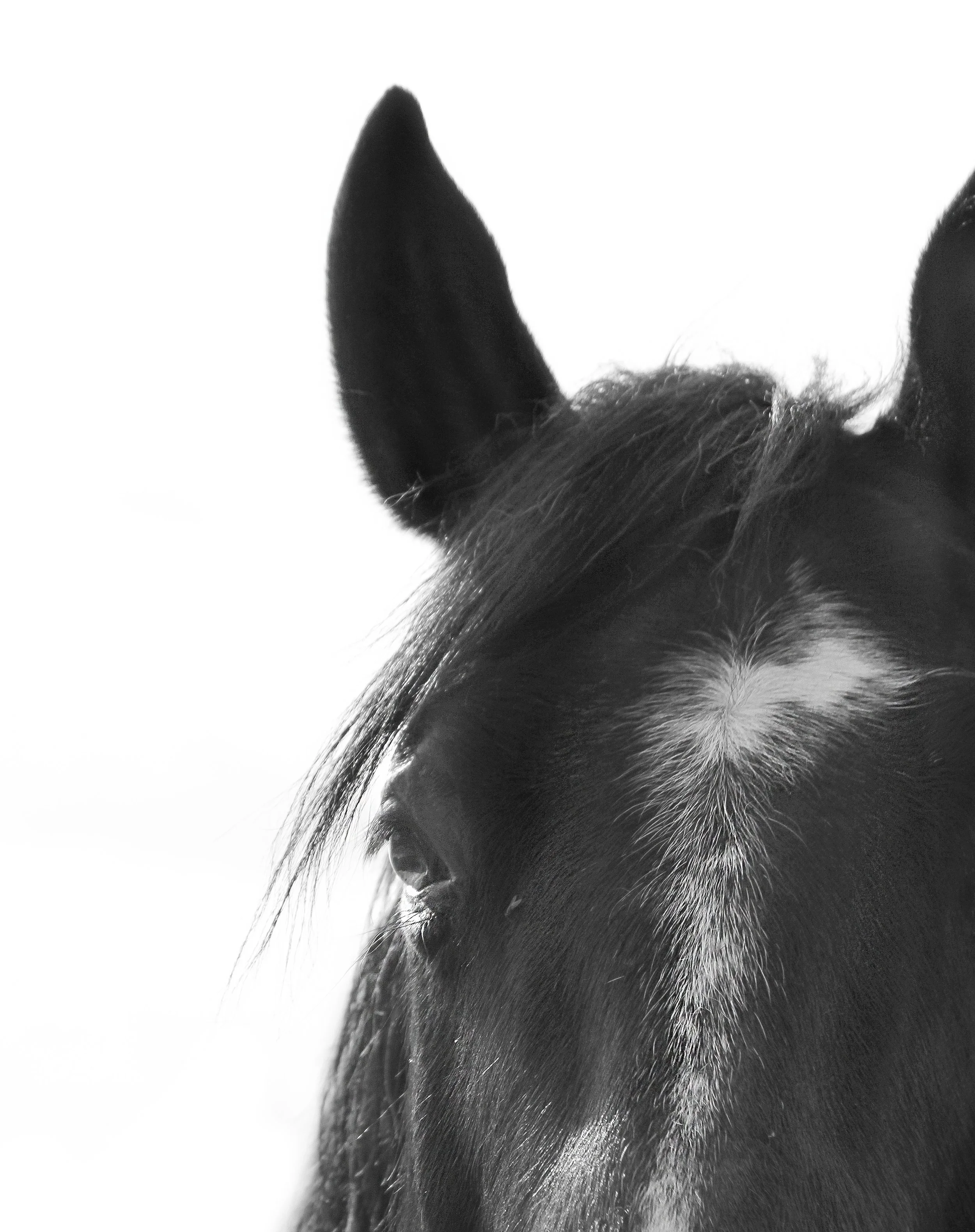 Therapeutic Riding Institute